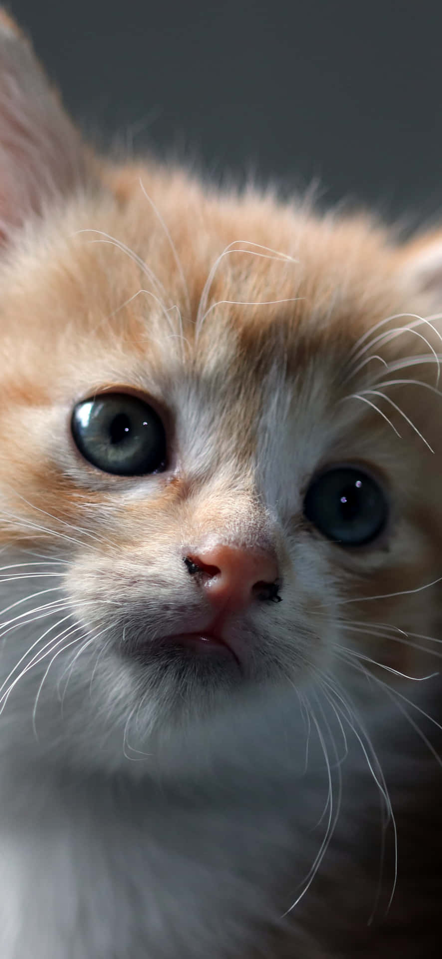 A Close Up Of An Orange Kitten Looking At The Camera Background