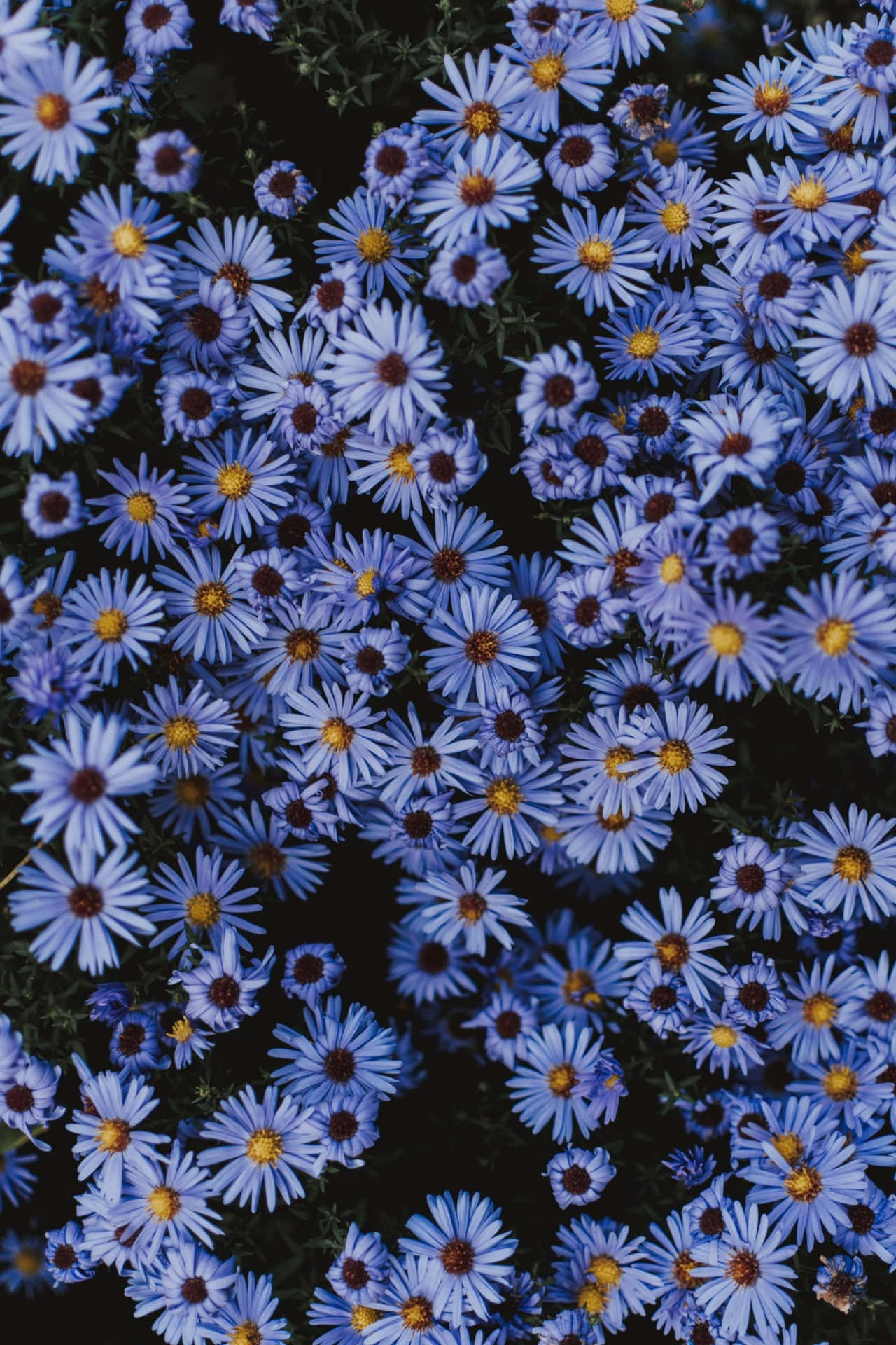 A Close Up Of Blue Flowers Background