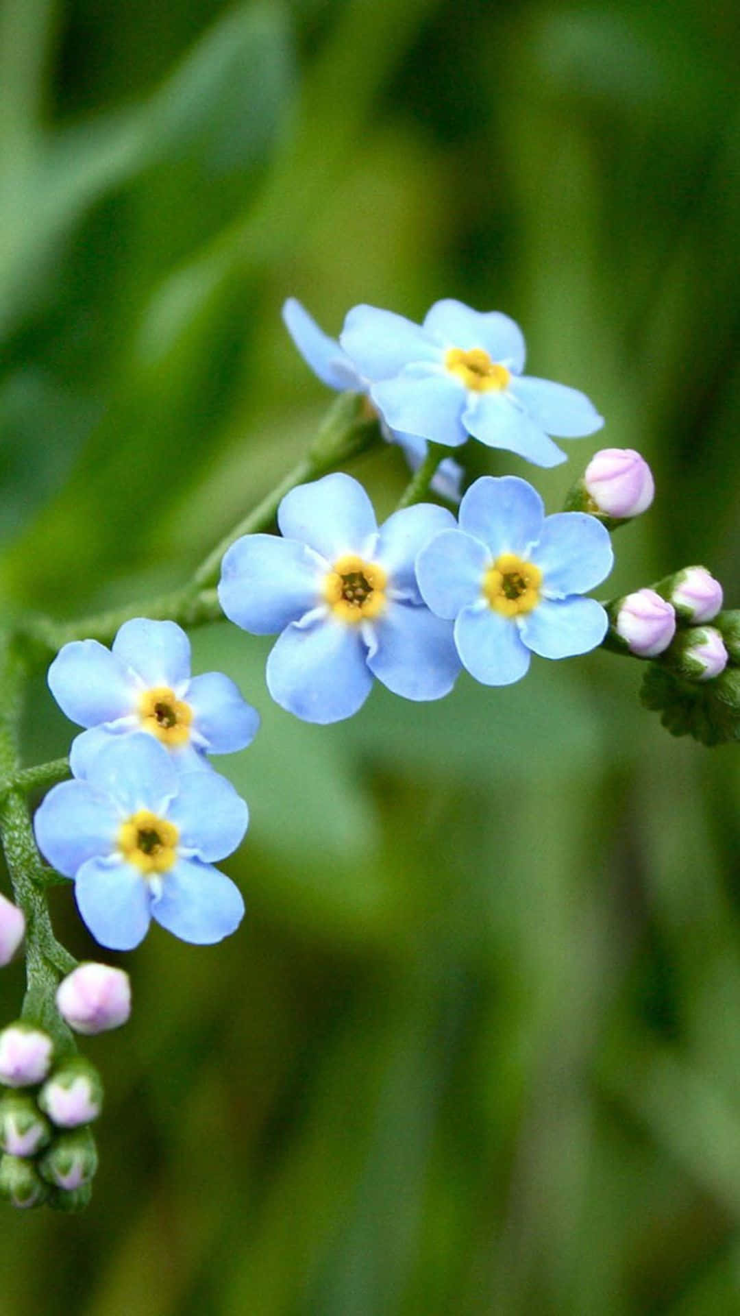 A Close Up Of Blue Flowers With Yellow Centers