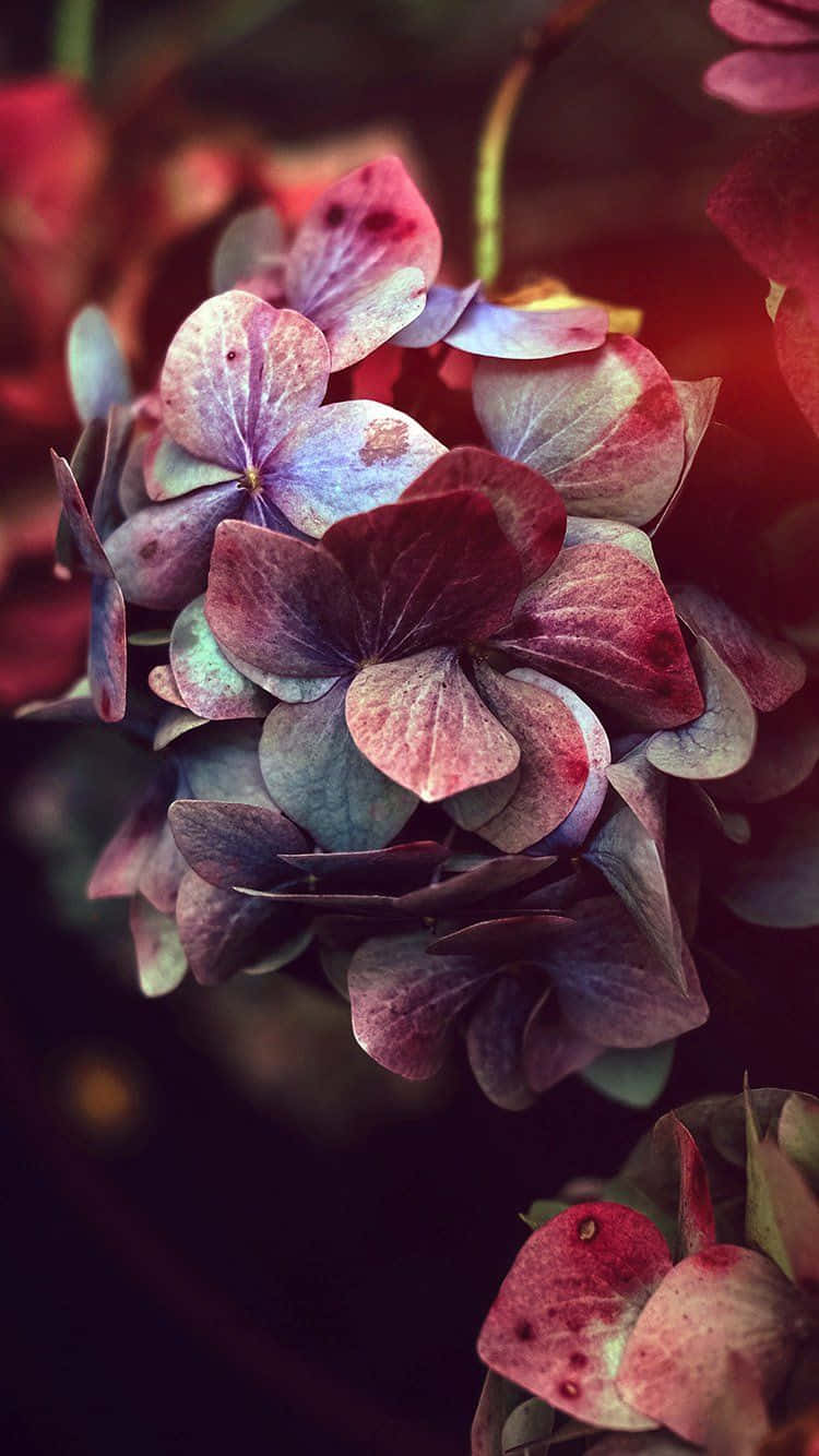 A Close Up Of Flowers With A Dark Background Background