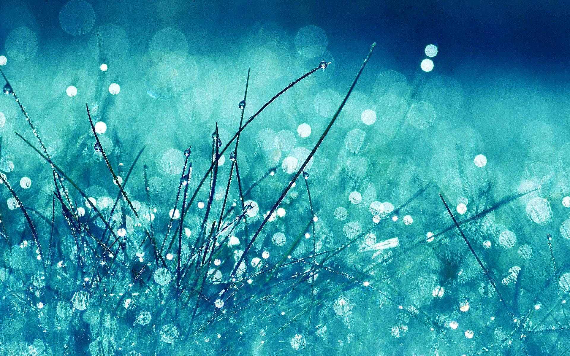 A Close Up Of Grass With Rain Drops On It Background