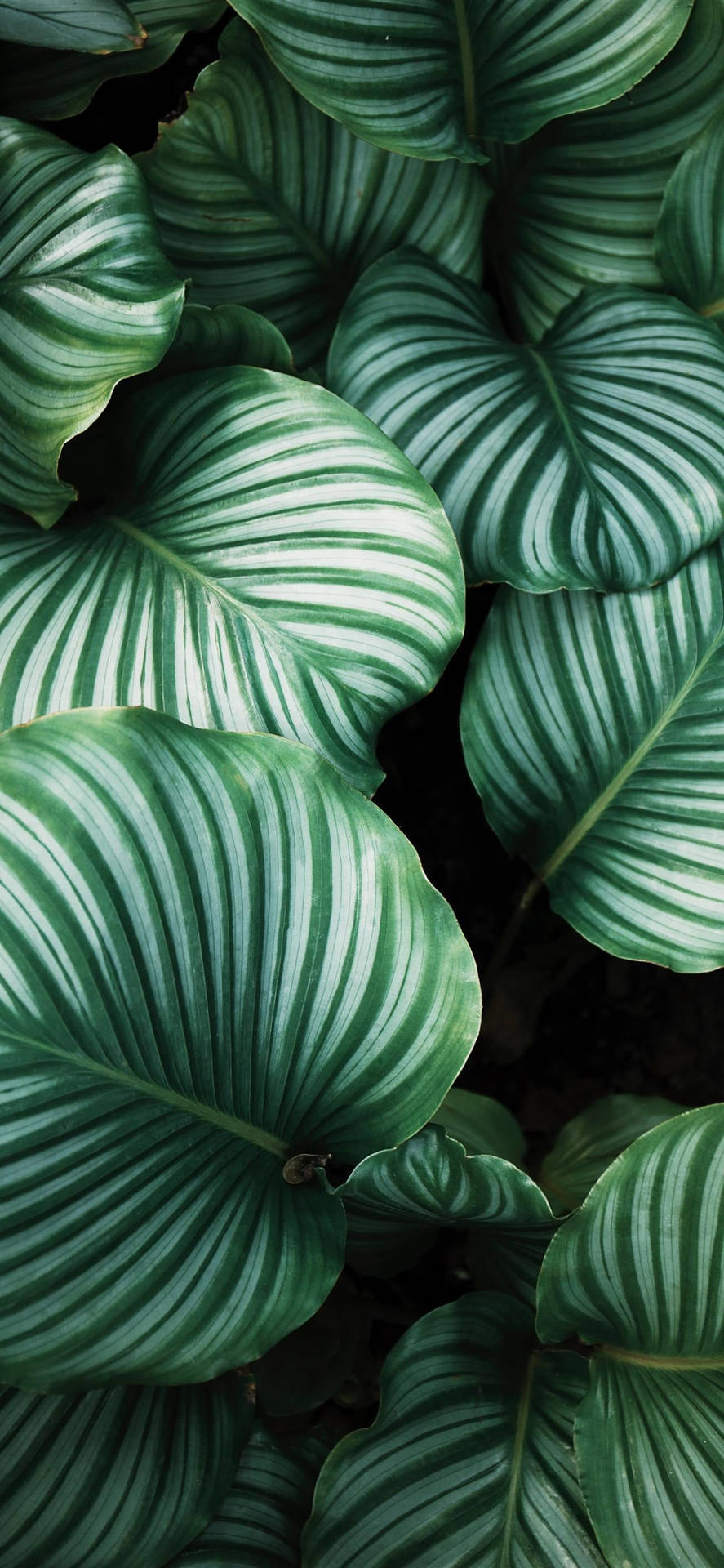 A Close Up Of Green Leaves Background