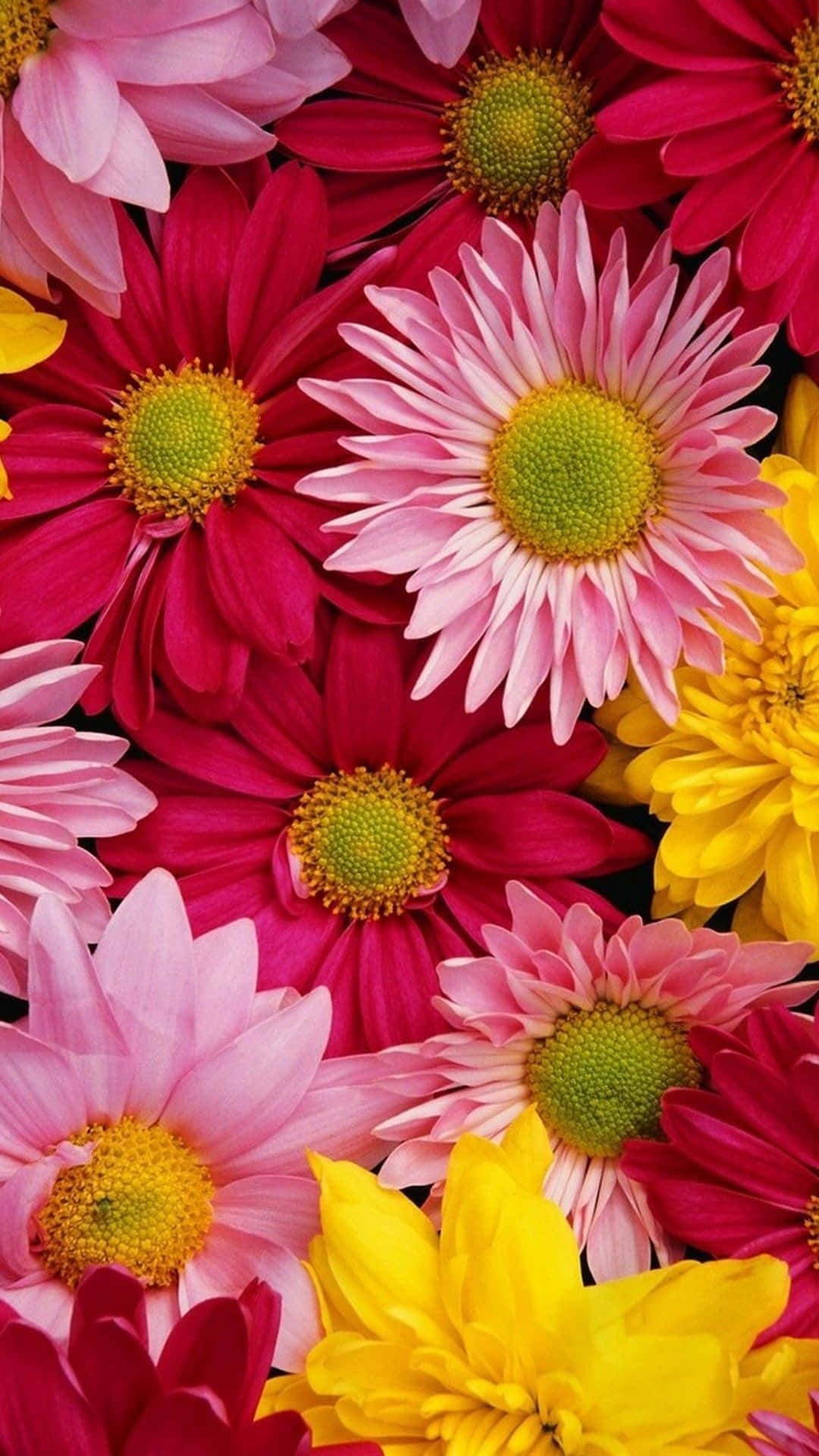 A Close Up Of Many Colorful Flowers Background