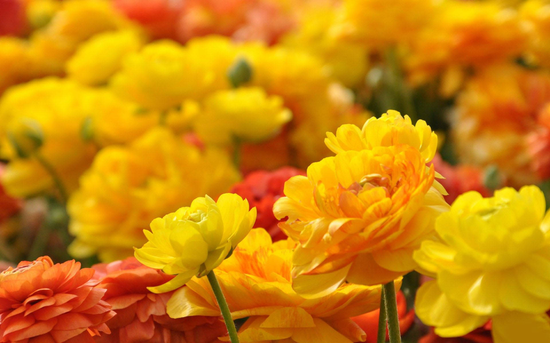 A Close Up Of Many Yellow And Orange Flowers Background