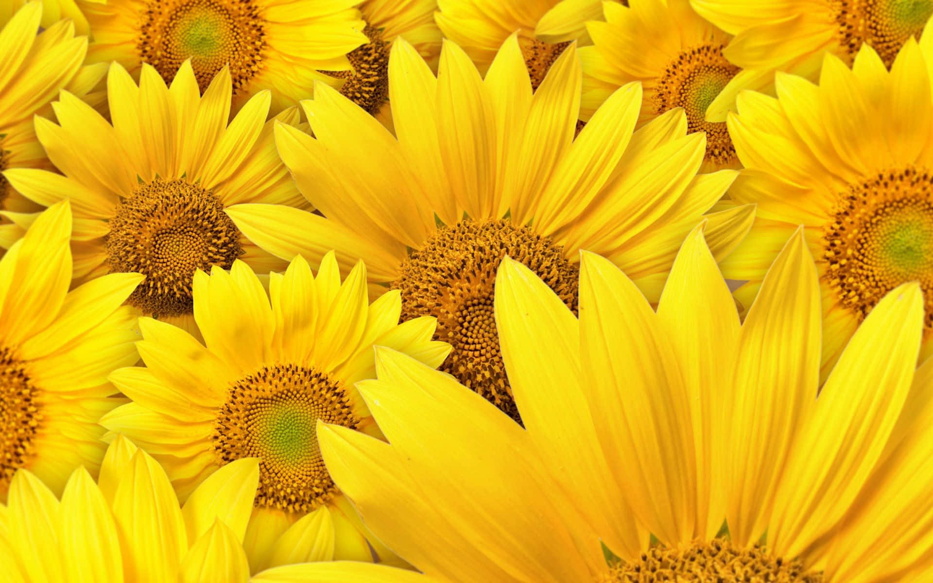 A Close Up Of Many Yellow Sunflowers Background