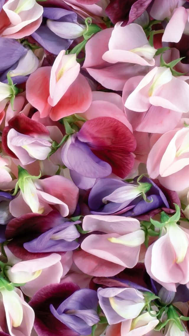 A Close Up Of Pink And Purple Flowers Background