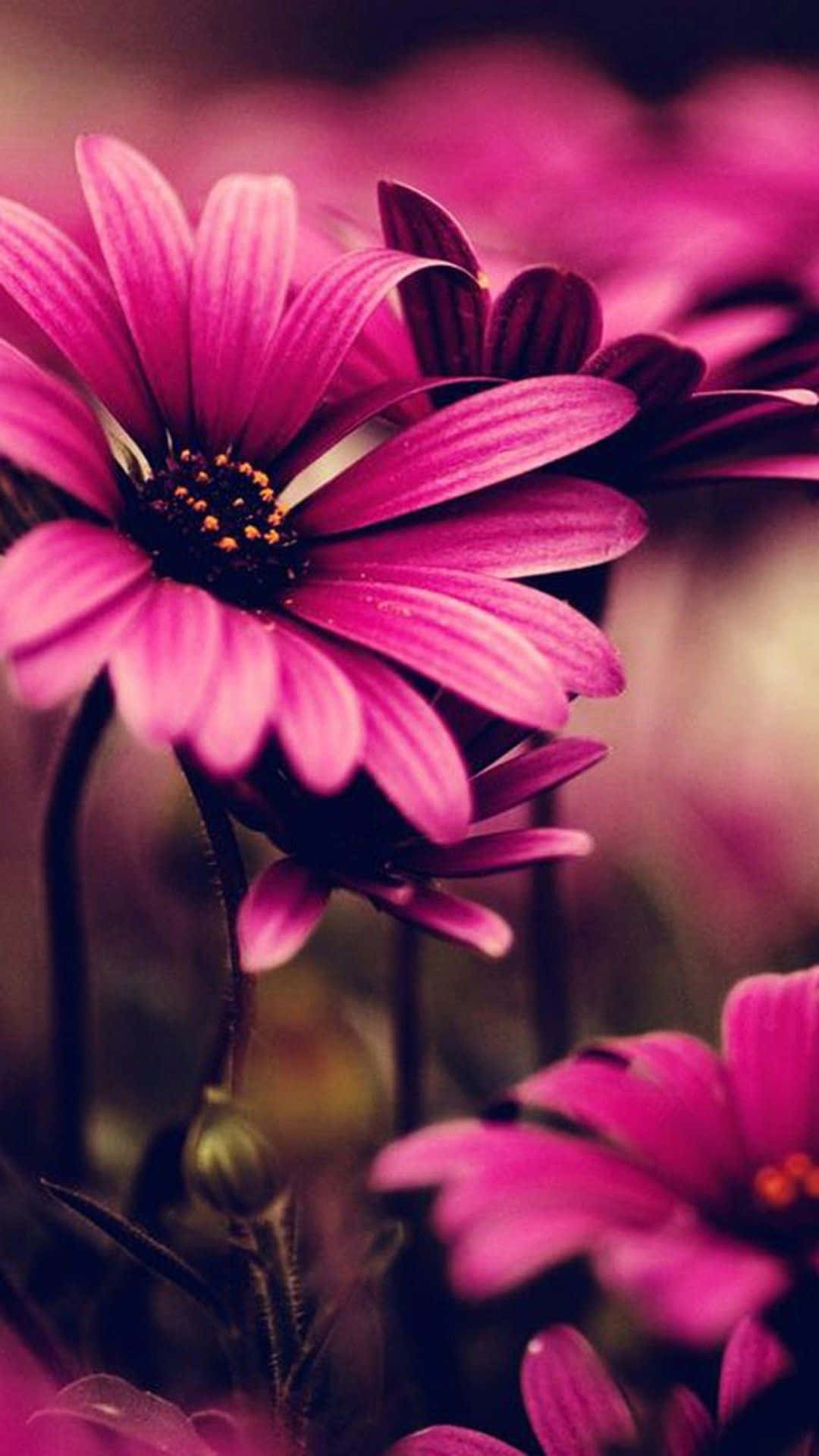 A Close Up Of Pink Flowers In A Dark Background Background