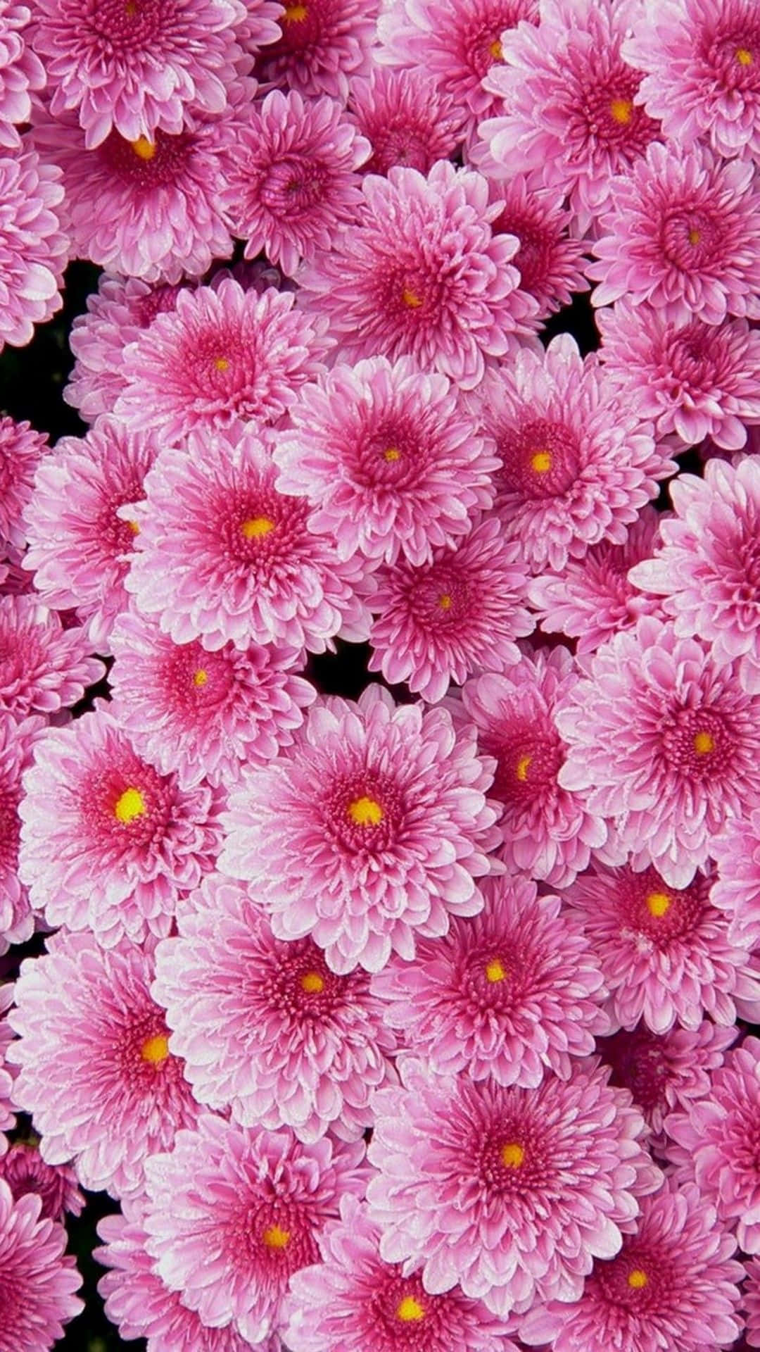 A Close Up Of Pink Flowers In A Pot