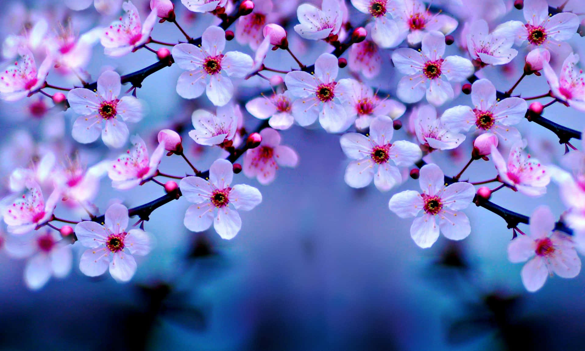 A Close Up Of Pink Flowers On A Branch