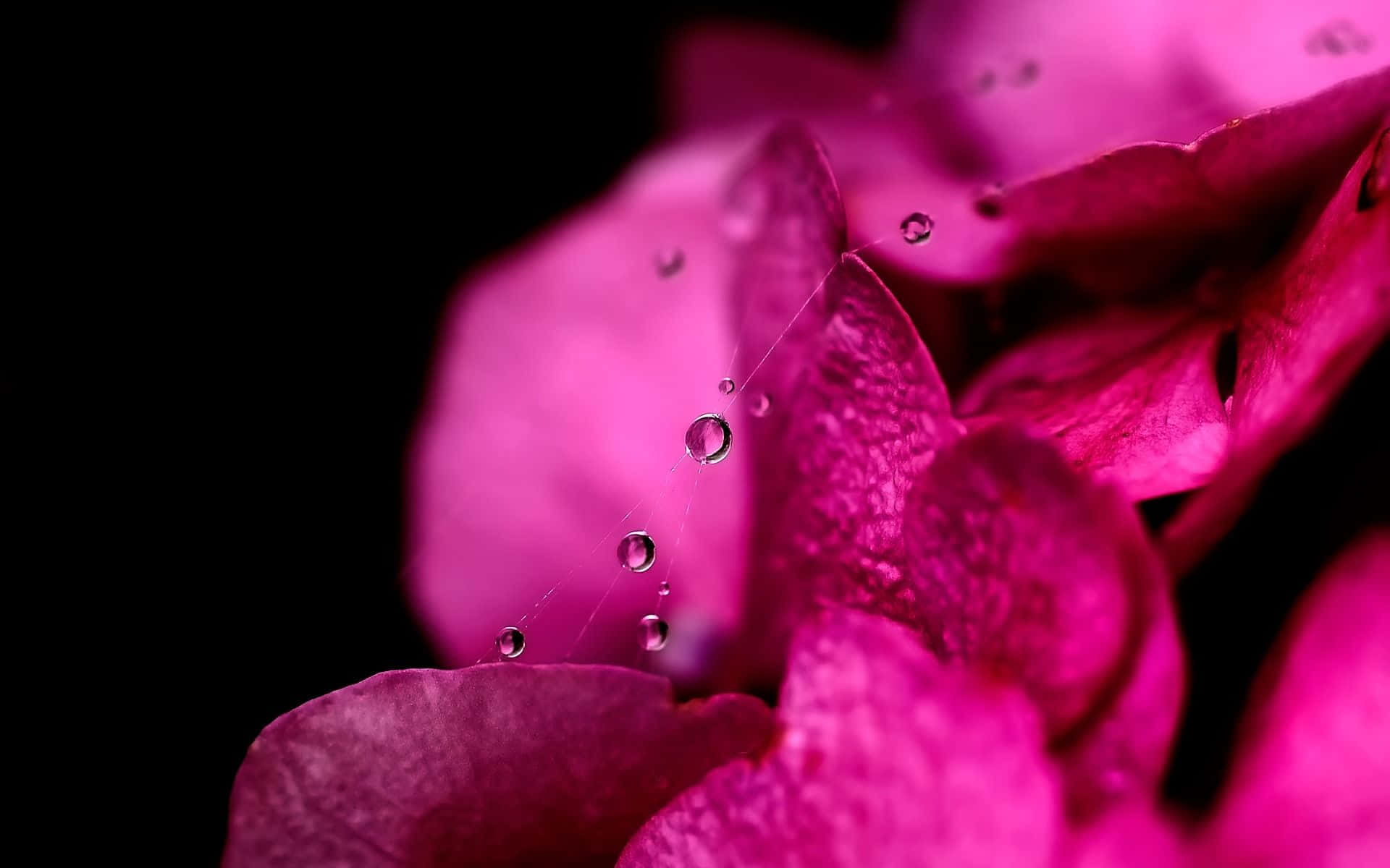 A Close Up Of Pink Flowers With Water Droplets Background