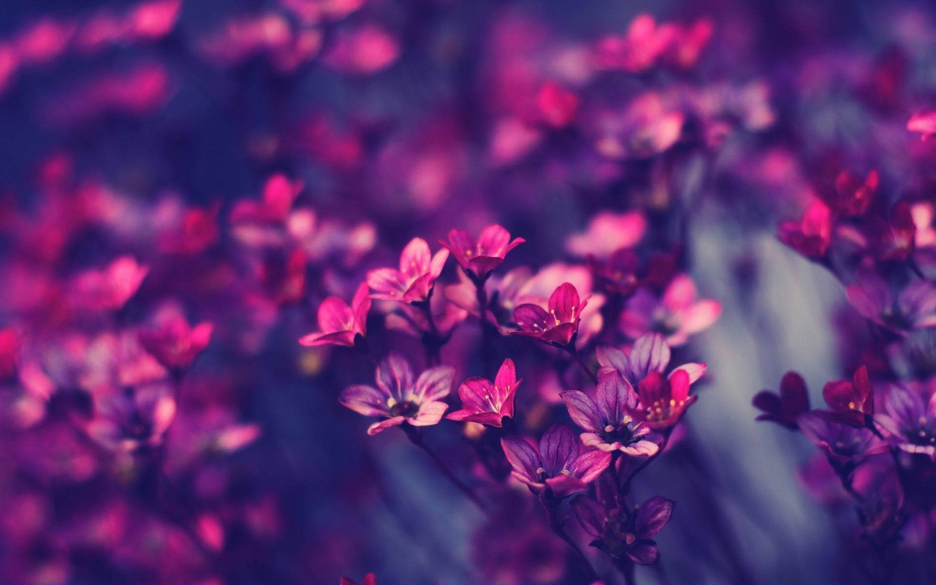 A Close Up Of Purple Flowers In A Dark Background Background