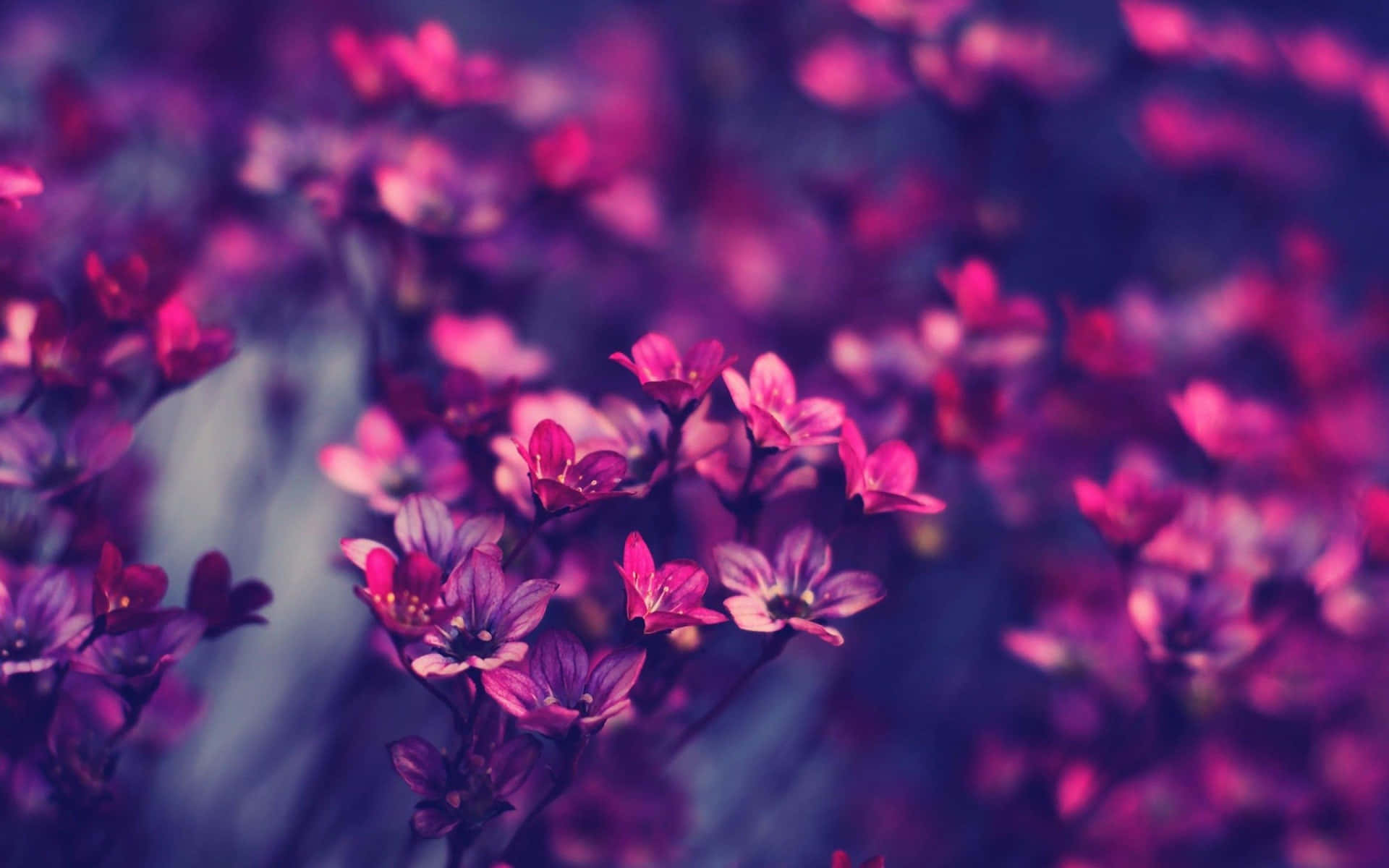 A Close Up Of Purple Flowers In A Dark Background Background