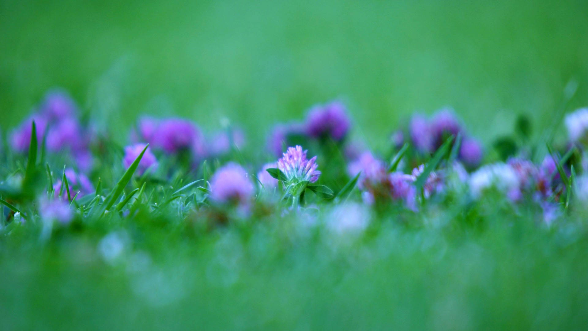 A Close Up Of Purple Flowers In The Grass