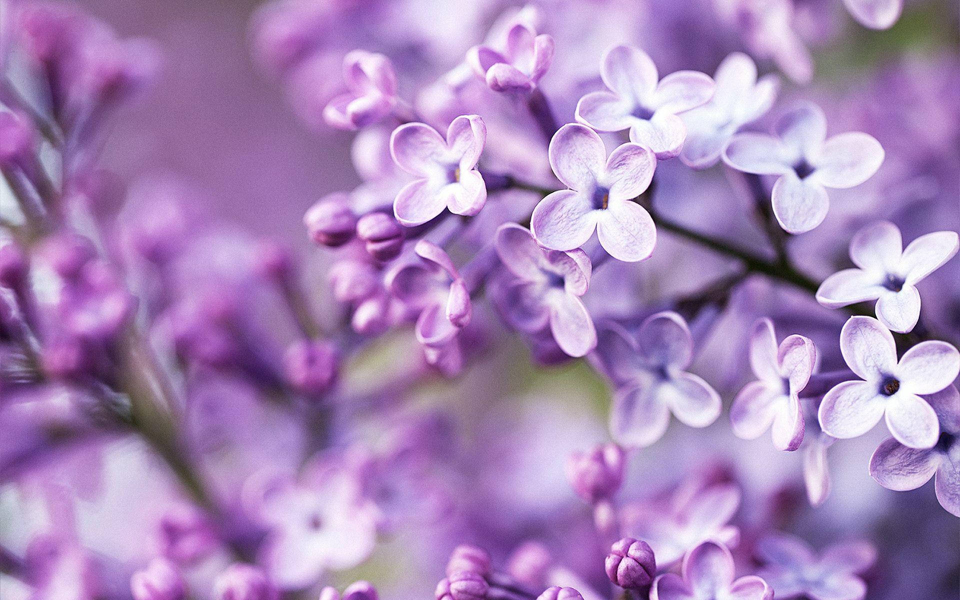 A Close Up Of Purple Flowers Background