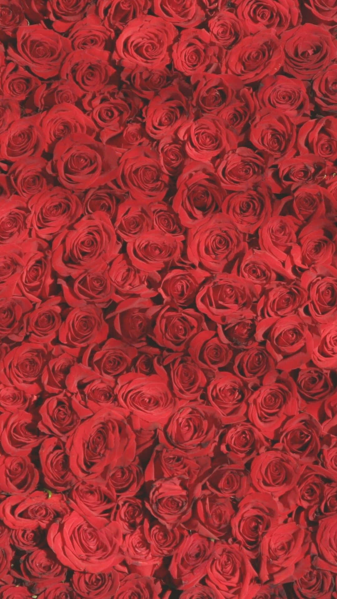 A Close Up Of Red Roses In A Vase Background
