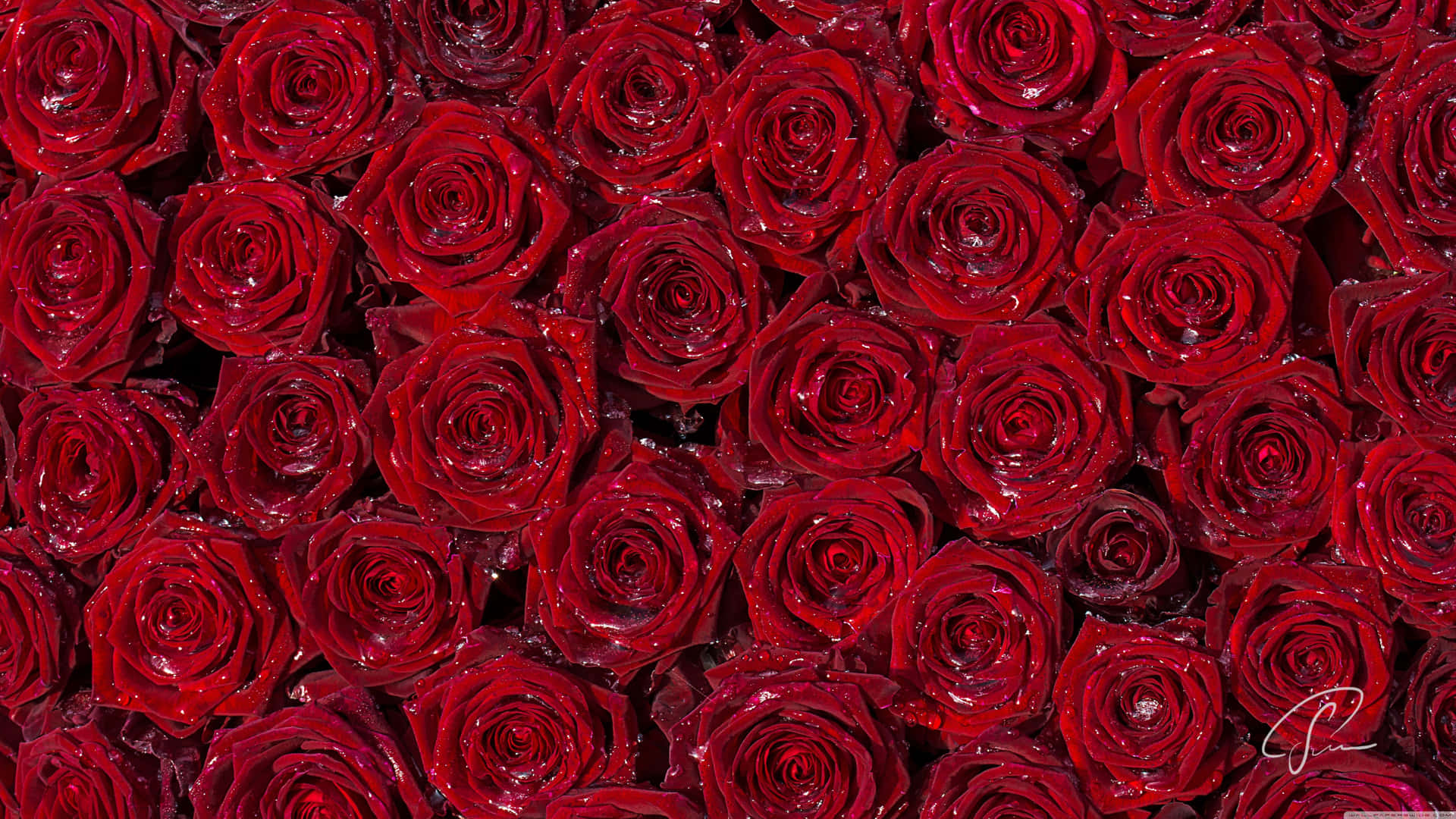 A Close Up Of Red Roses Background