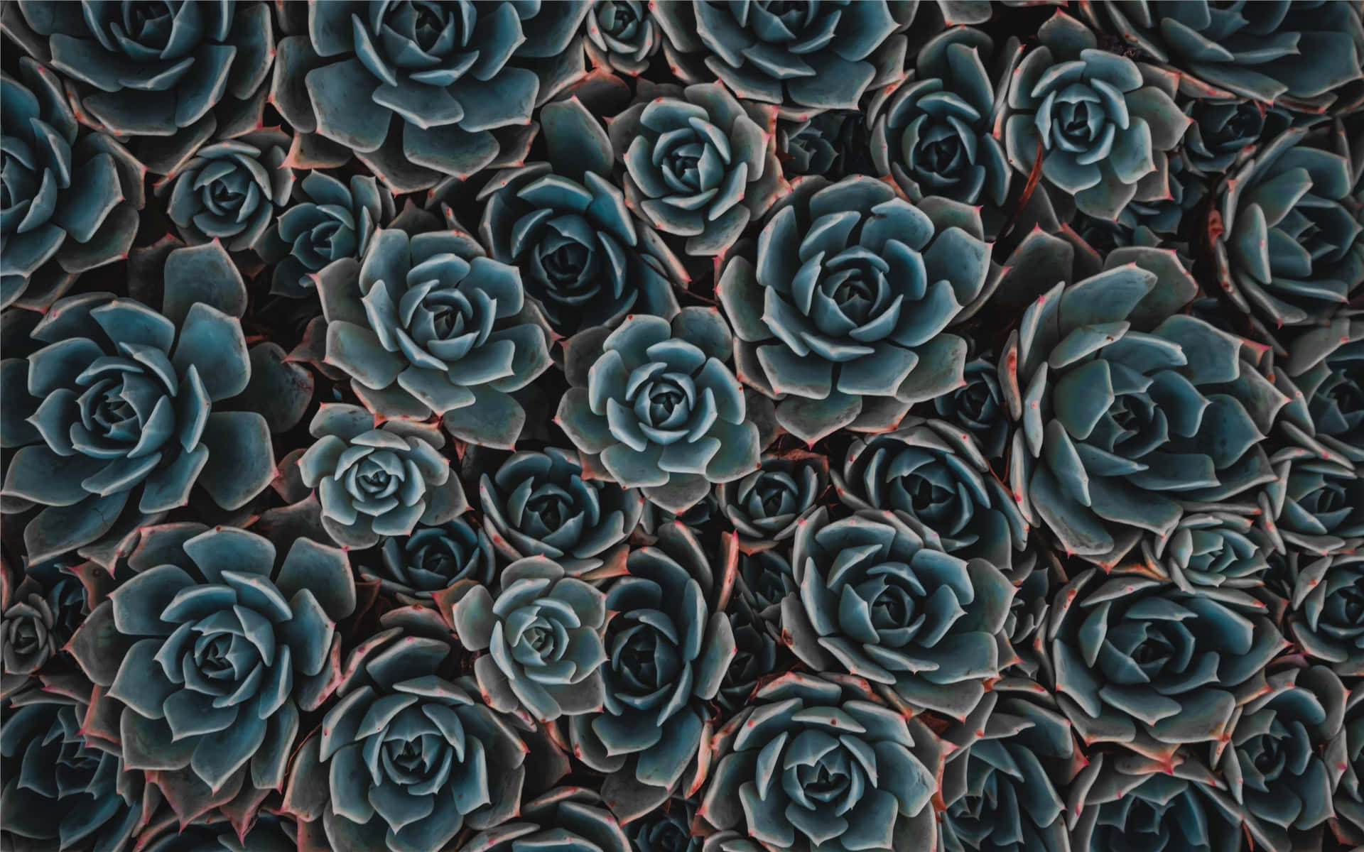 A Close Up Of Succulents In Blue And Black Background