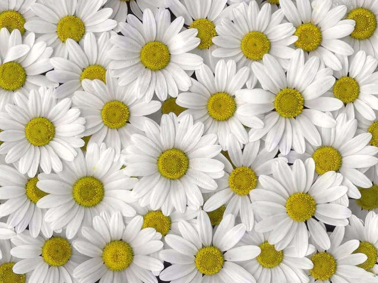 A Close Up Of White Daisies With Yellow Centers Background