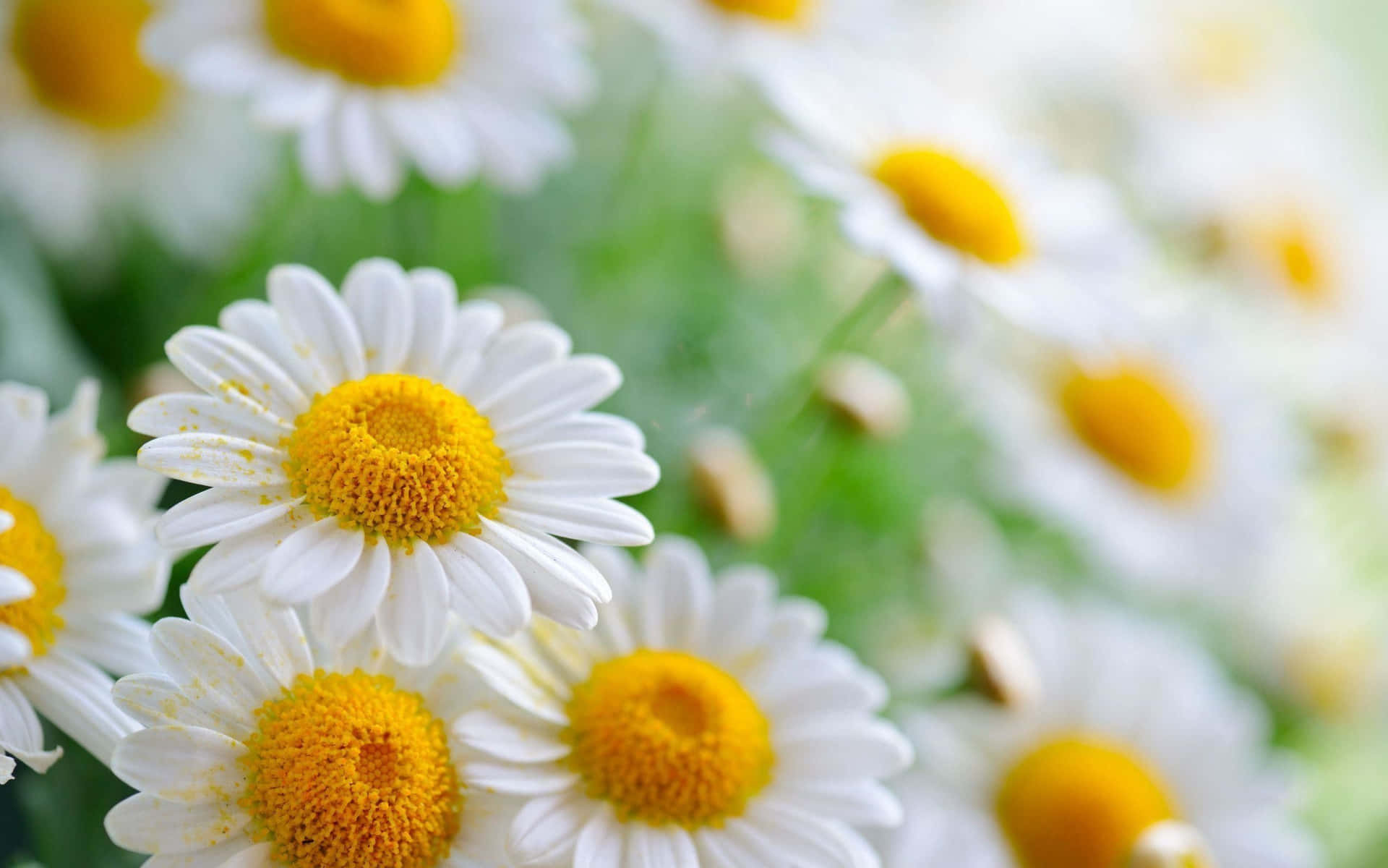 A Close Up Of White Daisies With Yellow Centers Background