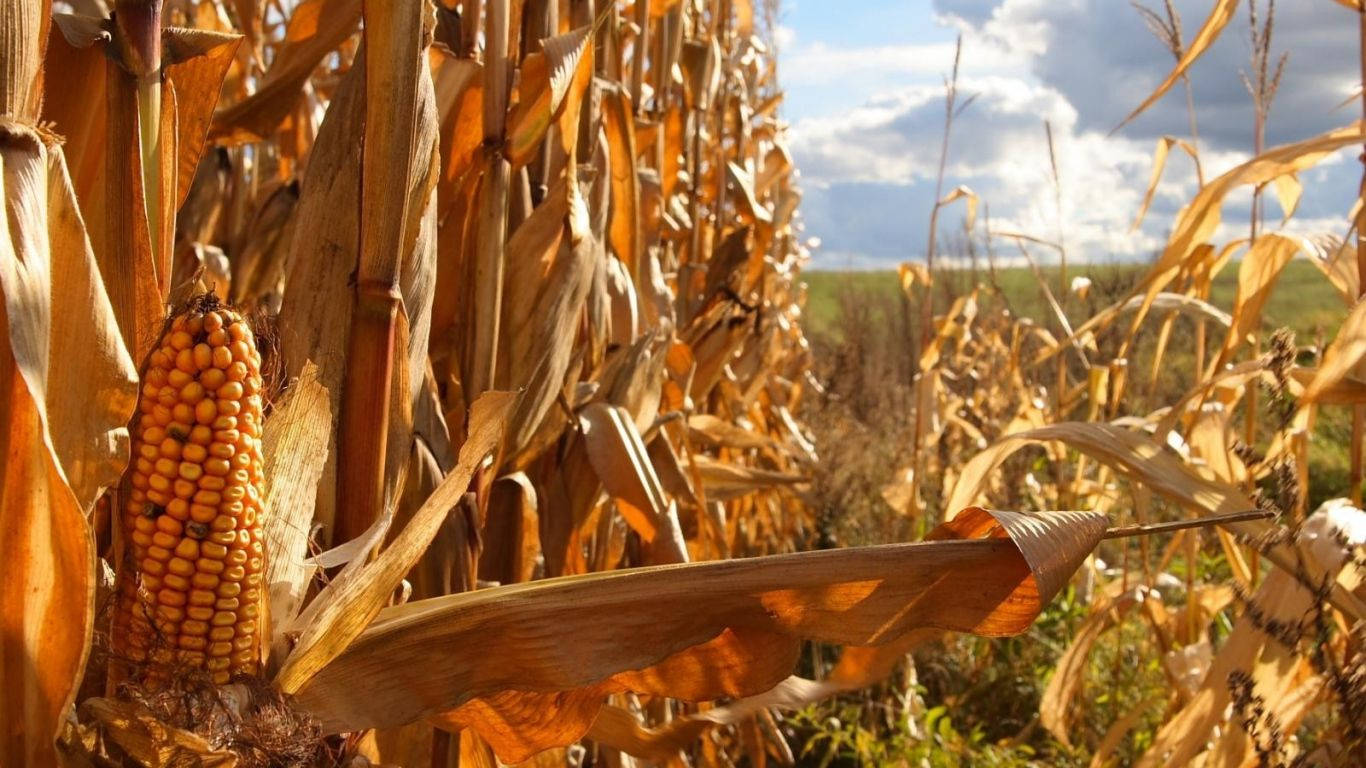 A Close-up Shot Of A Decaying Corn Plant