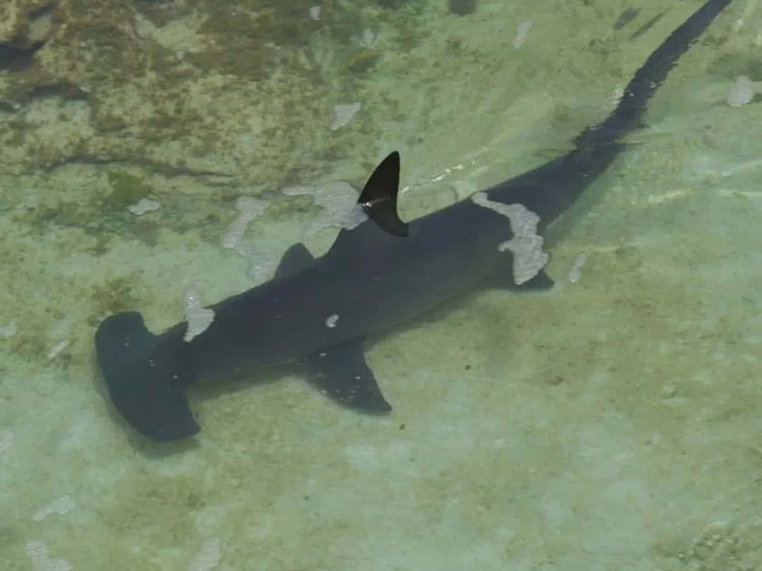 A Close-up Shot Of A Hammerhead Shark's Dangerous Jaws Background