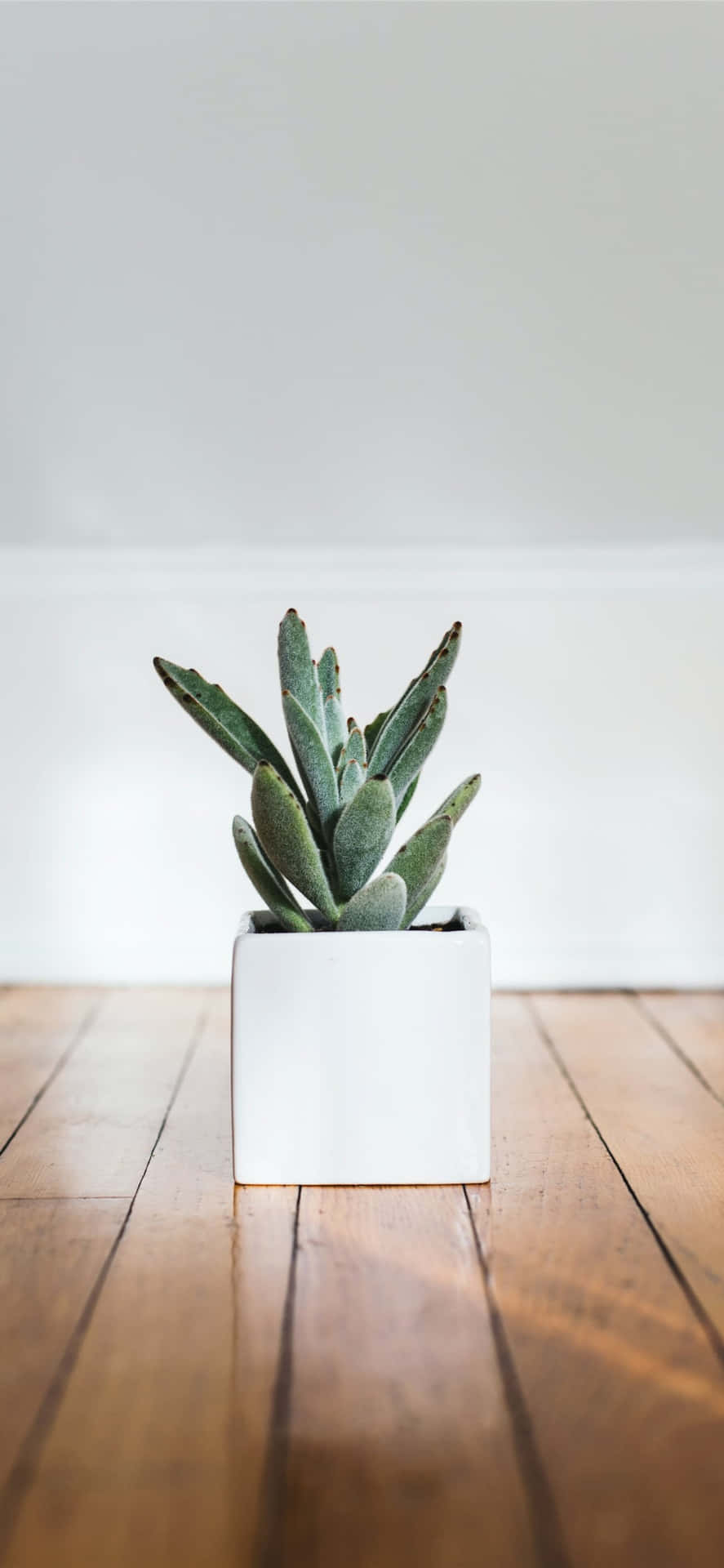 A Close Up Shot Of A Succulent In The Shape Of The Iconic Apple Logo Background