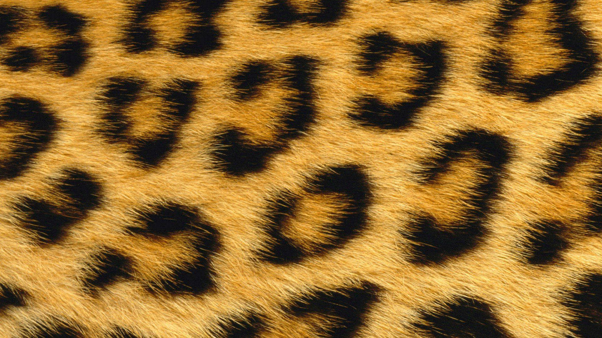 A Close-up Shot Of Textured Animal Fur Background