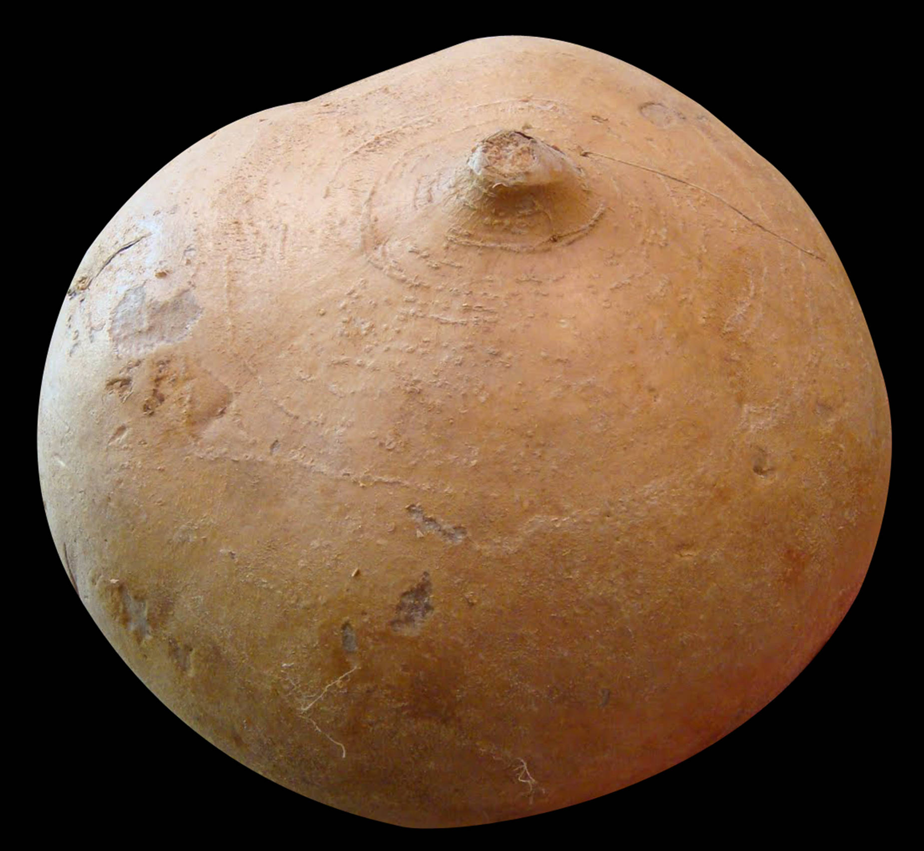 A Close-up Shot Of The Nutritious Organic Jicama Background