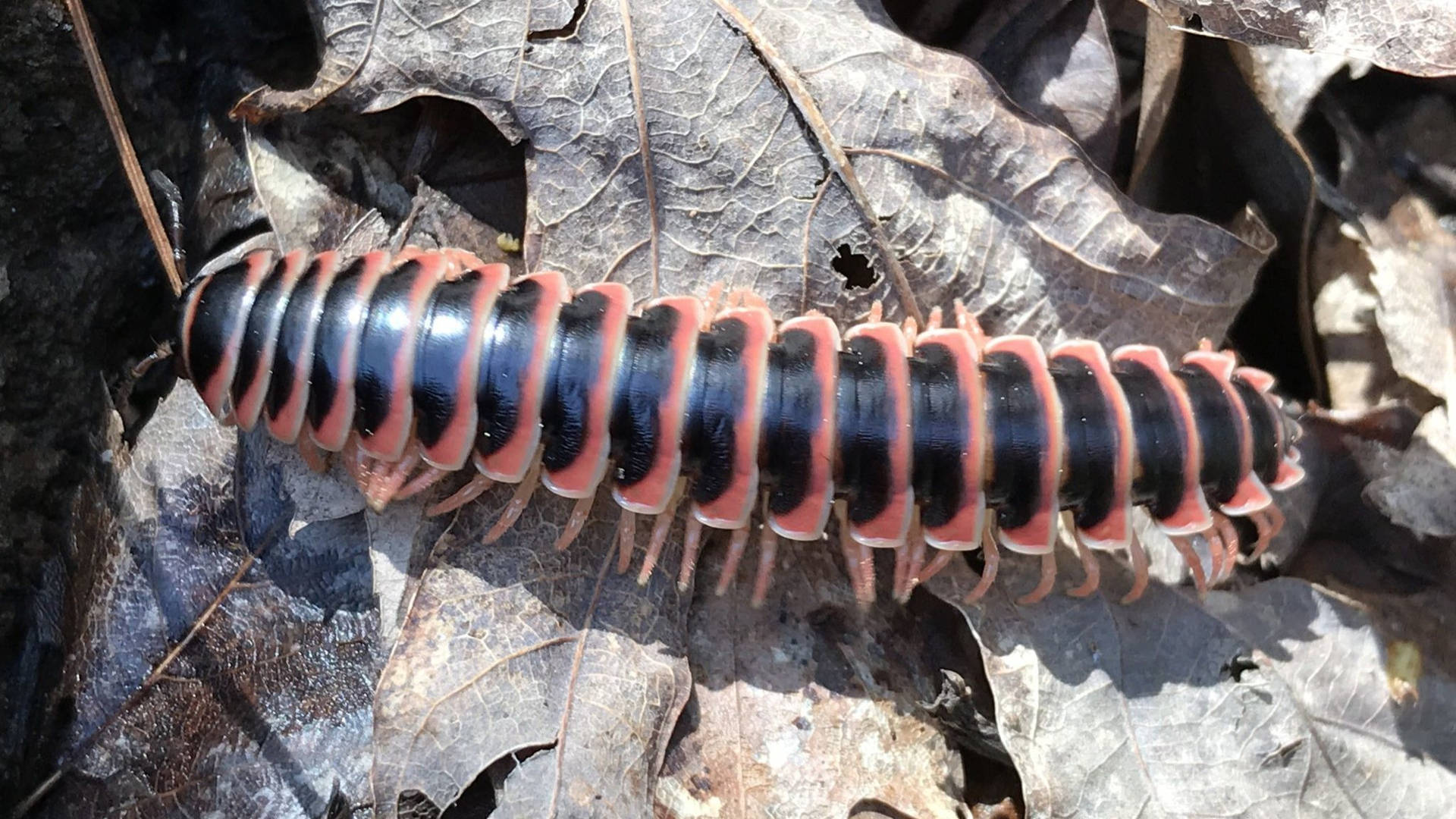 A Close-up View Of A Flat-backed Millipede Crawling On Dry Leaves Background