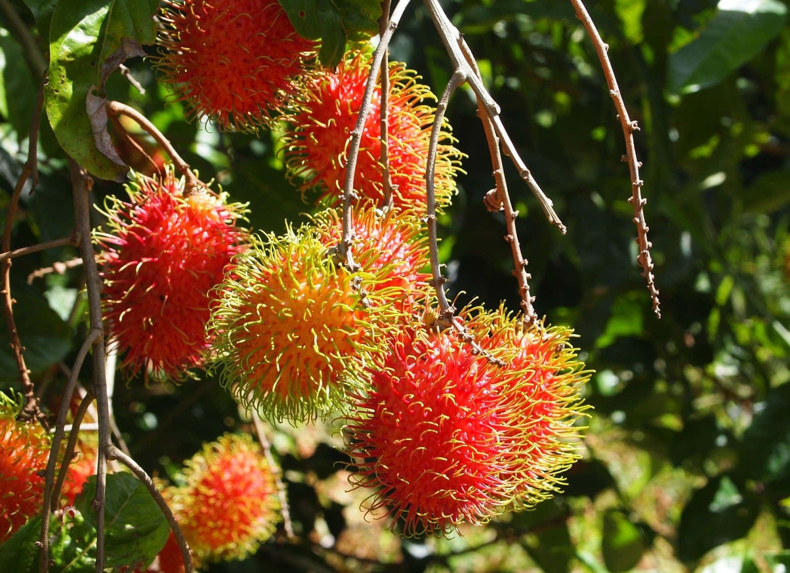 A Close-up View Of A Pulasan Tree Laden With Fruits Background