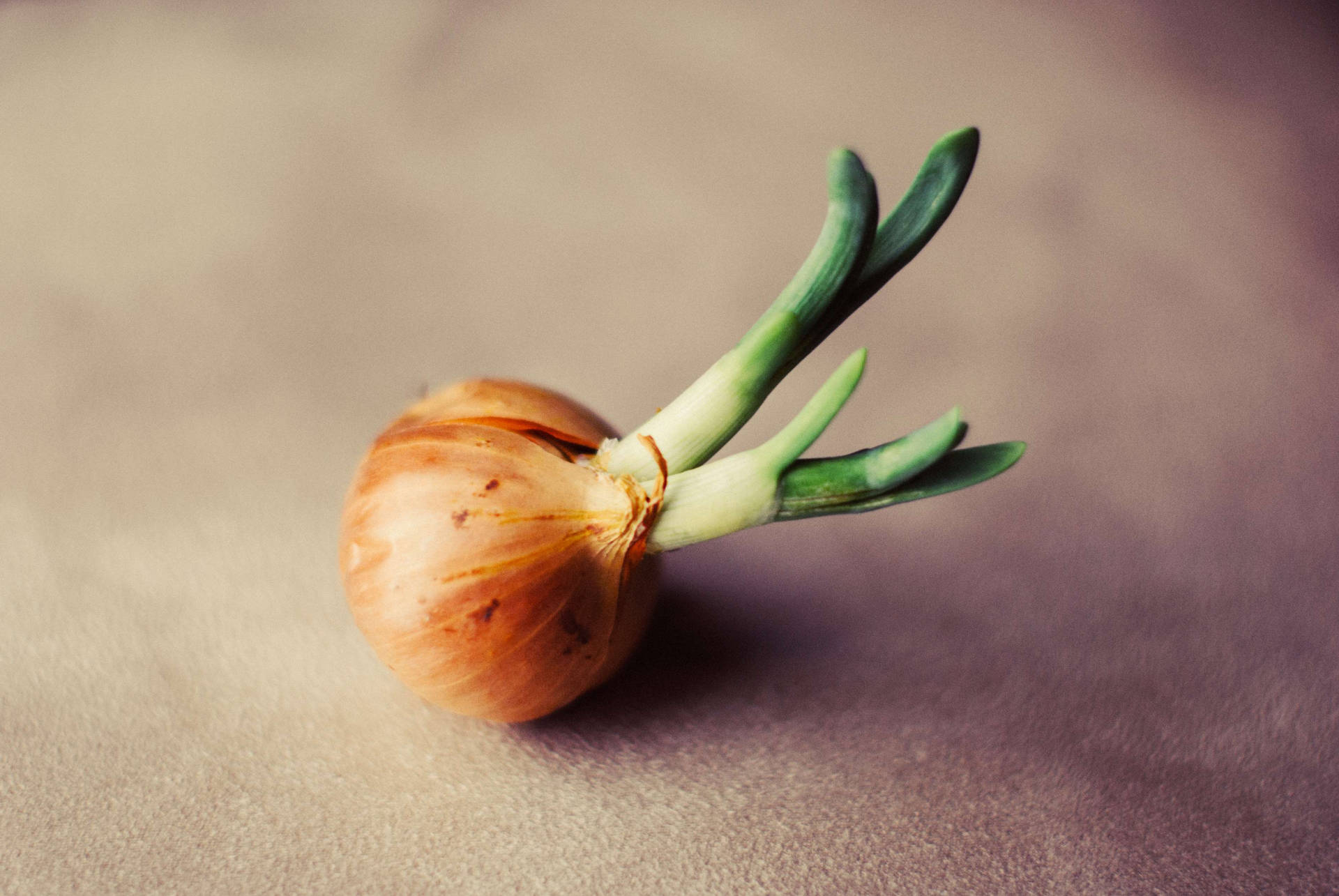 A Close-up View Of A Sprouting Onion Background