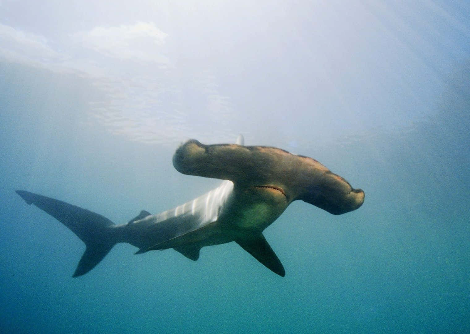 A Close-up View Of An Intimidating Hammerhead Shark In The Blue Sea Background