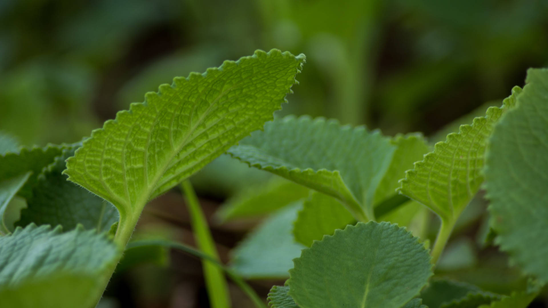 A Close-up View Of Indian Borage (ajwain) Plant, An Important Herb In Ayurveda. Background