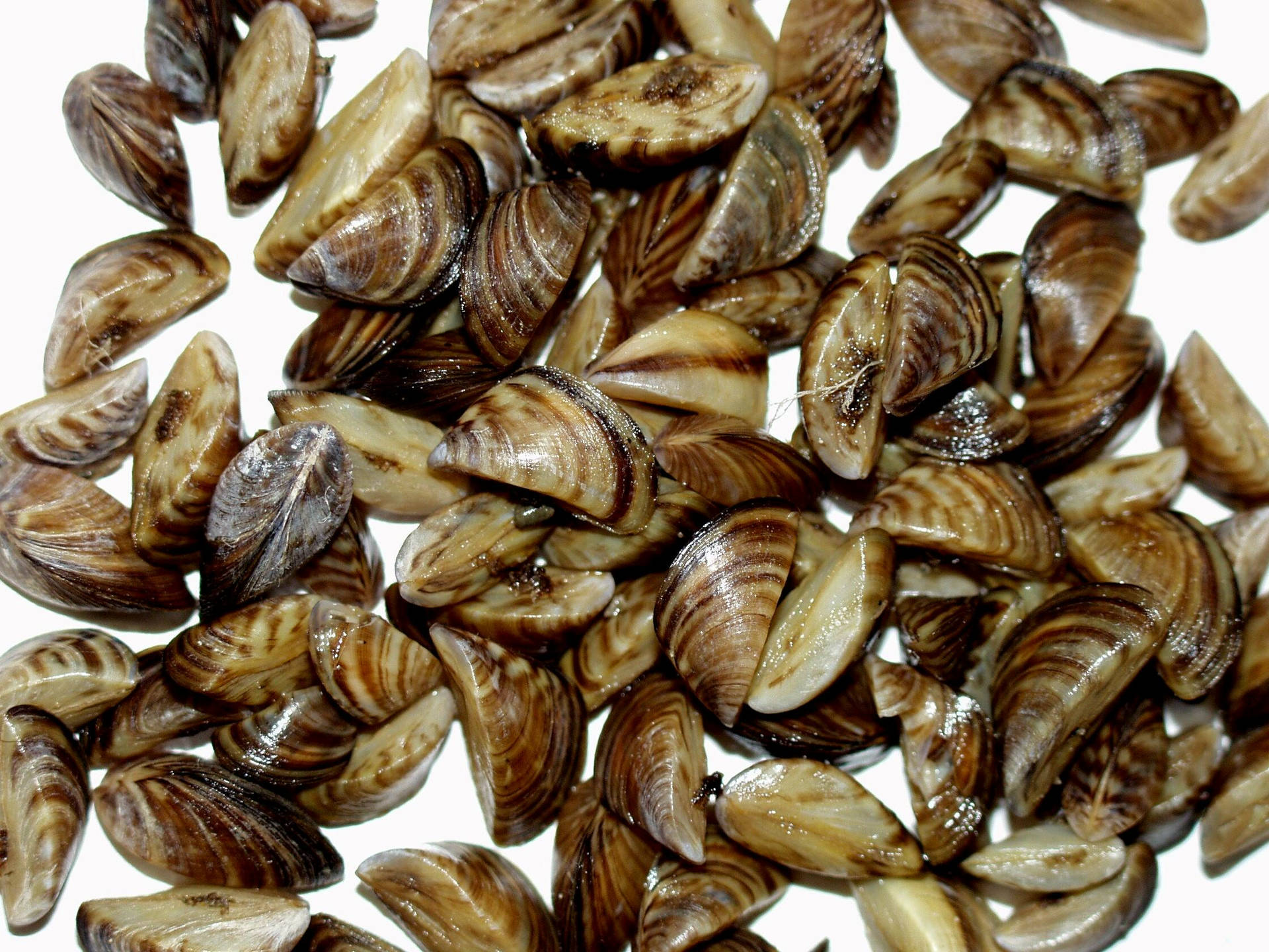 A Close-up View Of Missouri Zebra Mussel