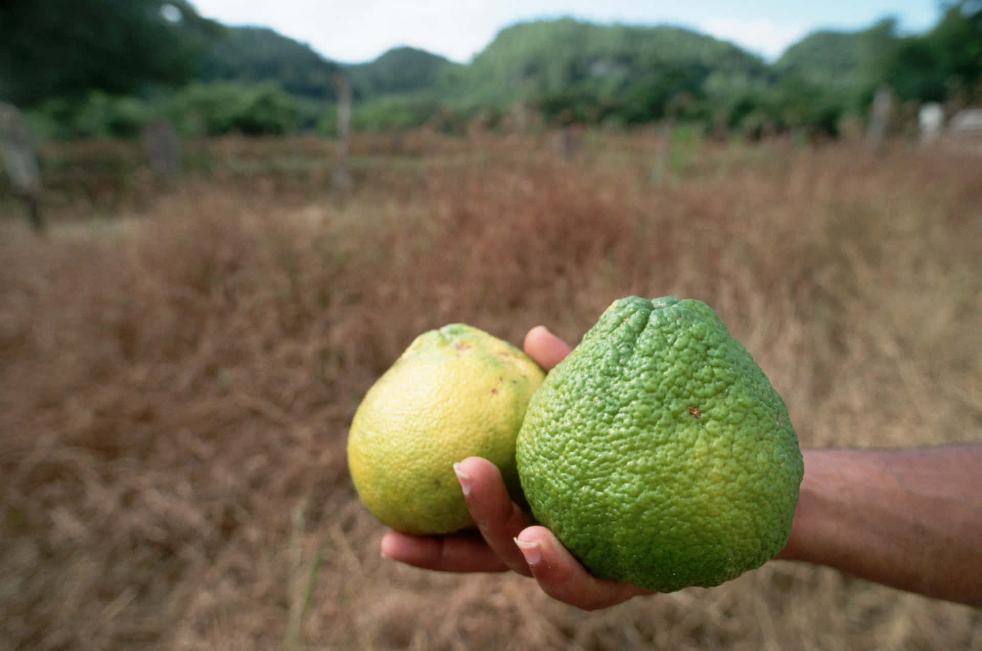 A Close-up View Of Vibrant, Fresh Ugli Fruits. Background
