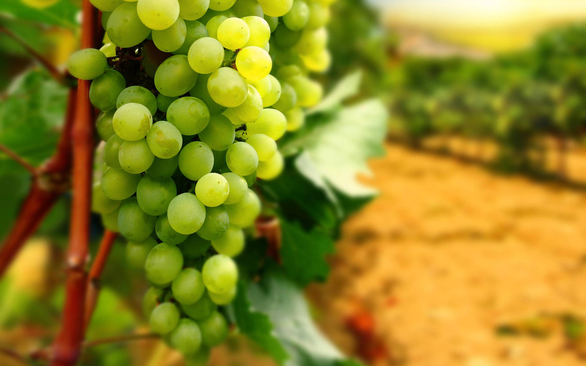 A Close-up View Of Vibrant Unripe Dominga Green Grapes Background