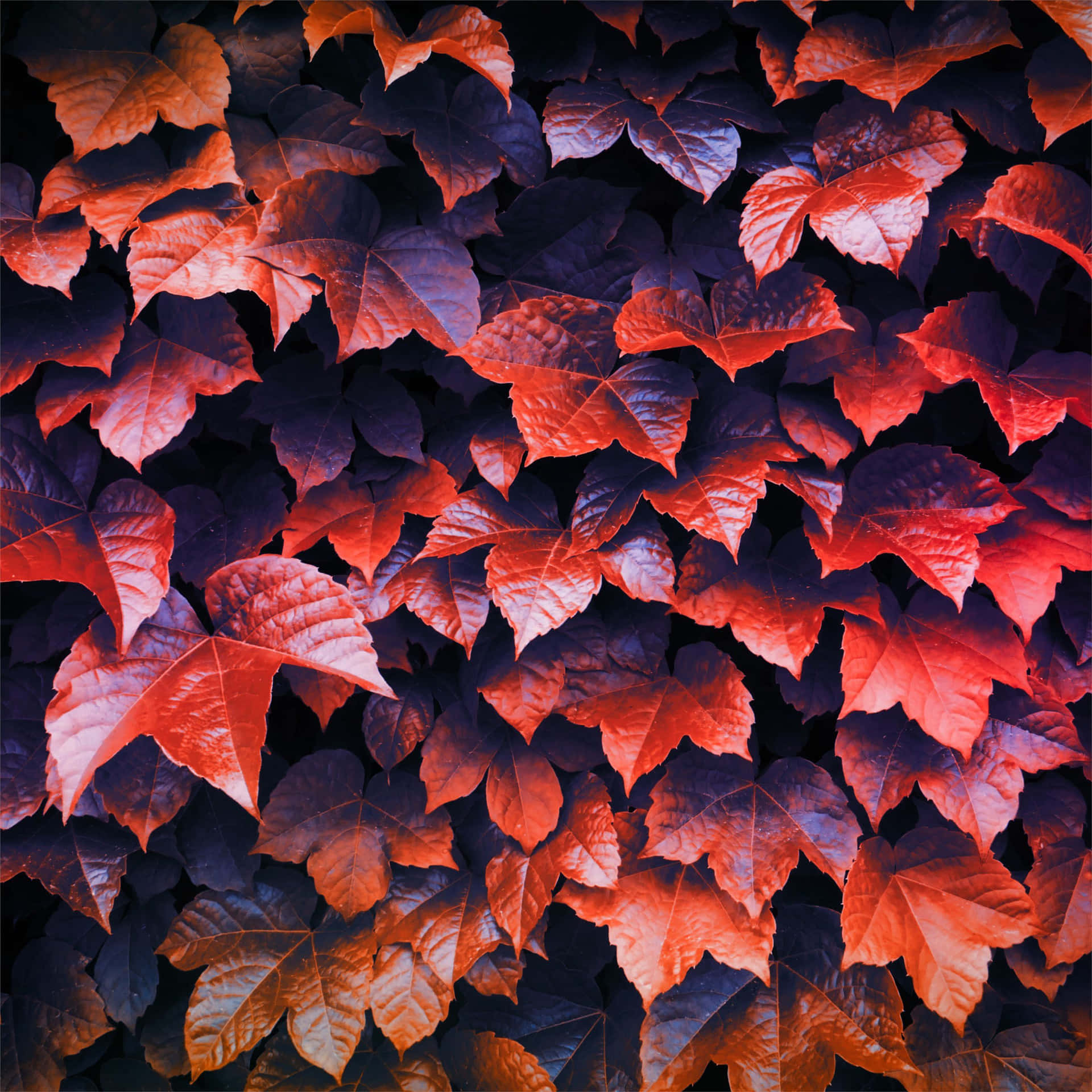 A Closer Look At The Brilliant Red Of Autumn Foliage Background