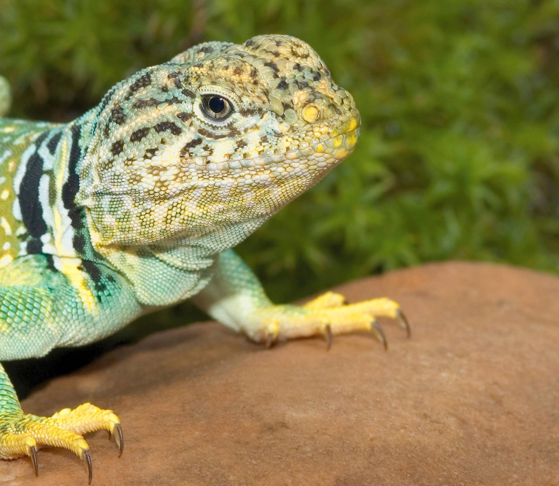 A Closer Look At The Eastern Collared Lizard Background