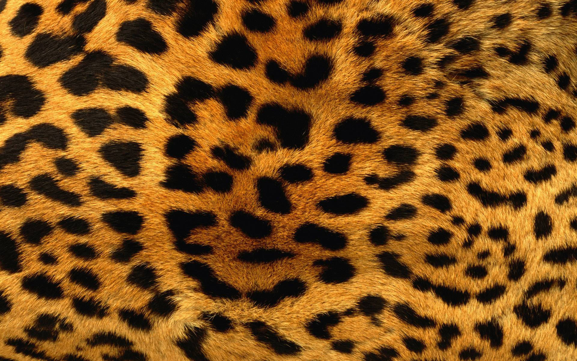A Closeup Detail Of Luxurious Animal Fur Background