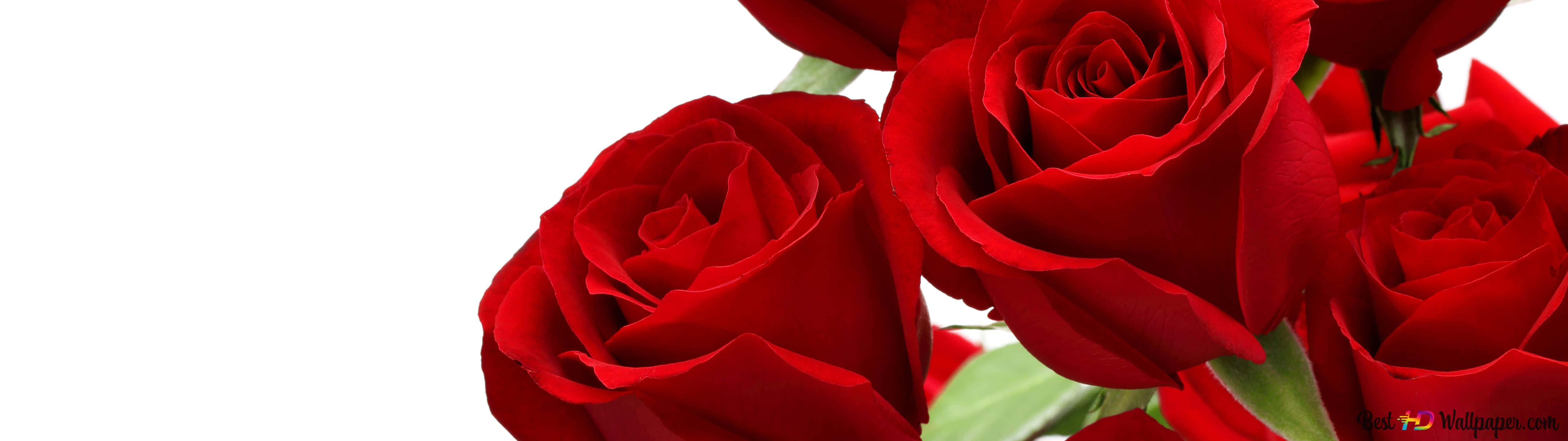 A Closeup Of A Gorgeous Burgundy Flower Background