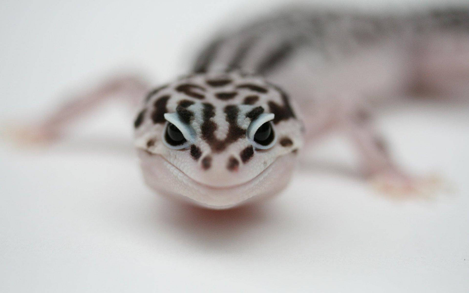 A Closeup Of A Leopard Gecko Background