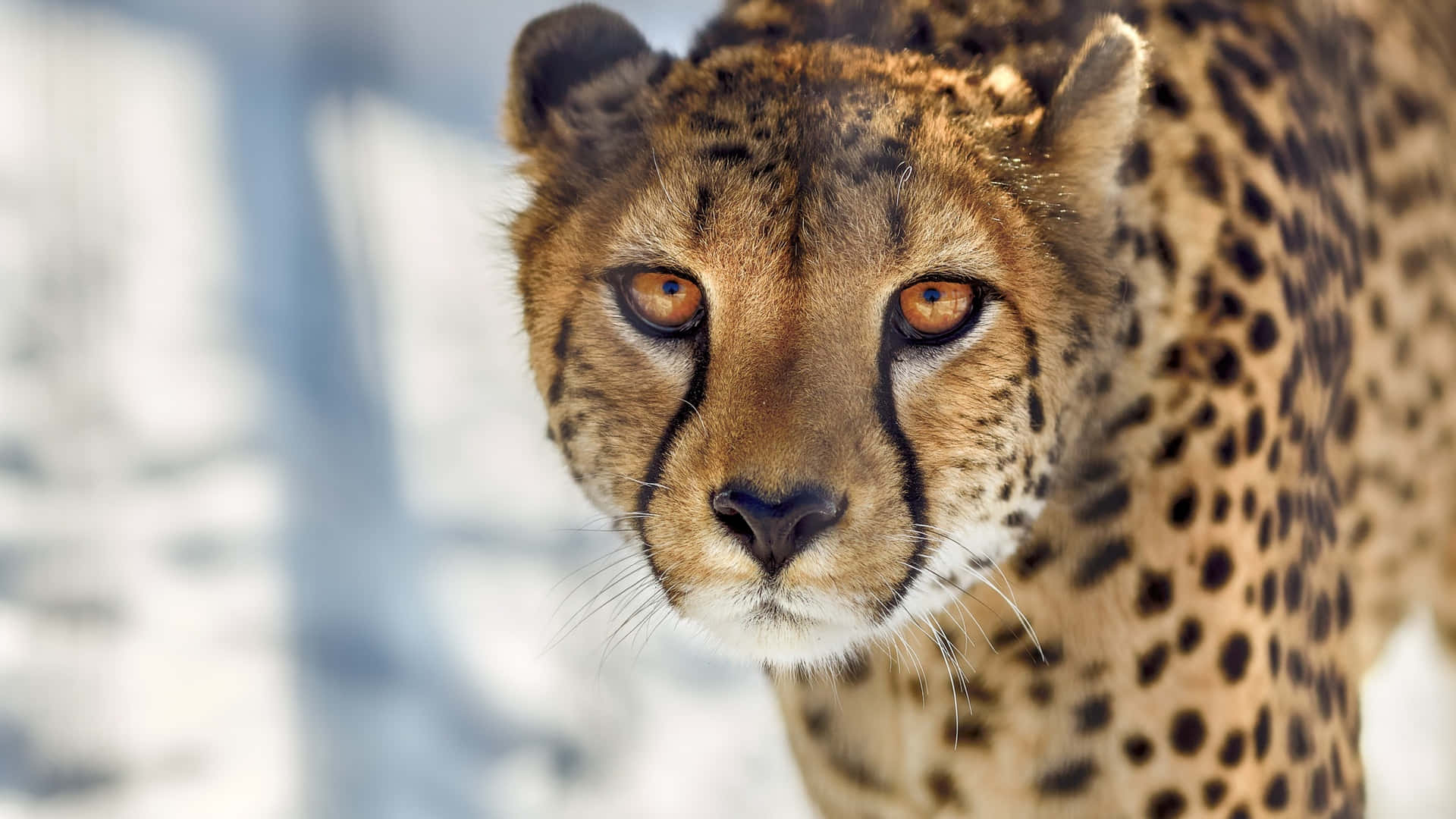 A Closeup Of A Powerful And Majestic Cheetah In The Golden African Savannah