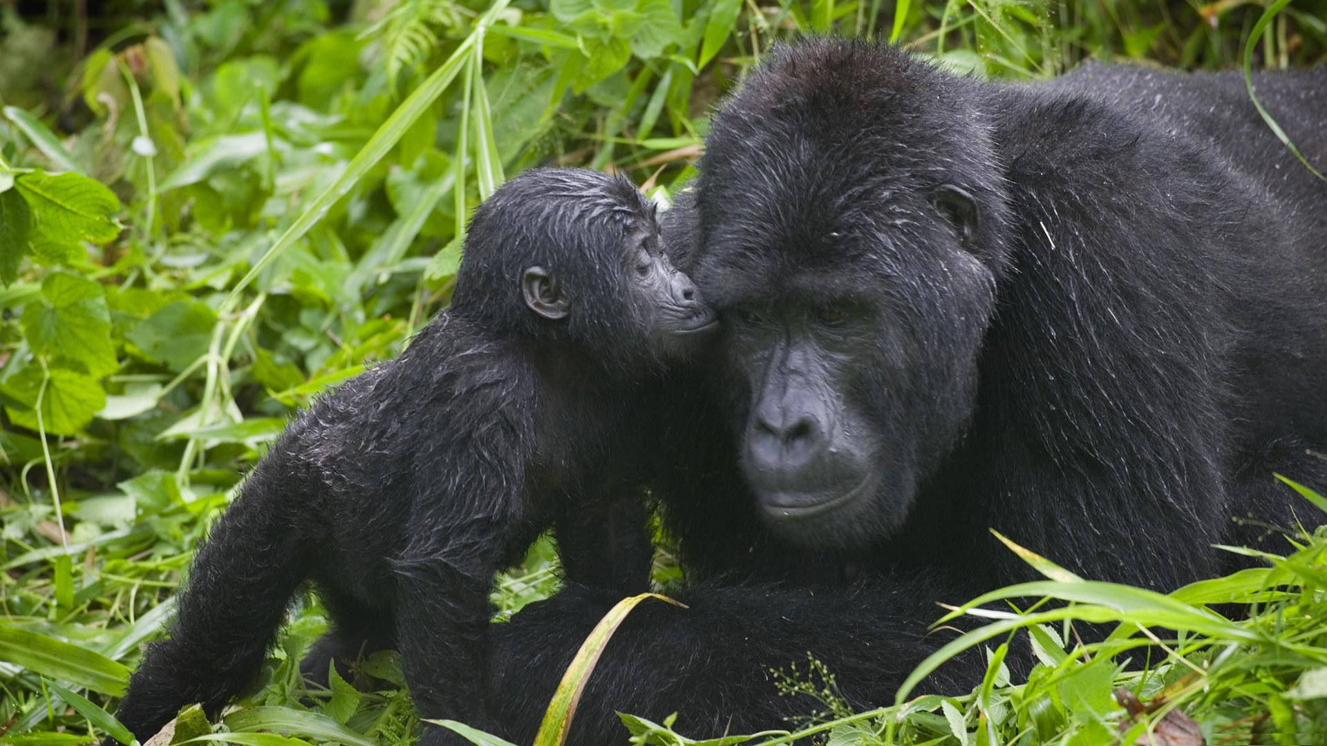 A Closeup Of A Regal Mountain Gorilla Found In Their Habitats At Volcanoes National Park In Africa. Background