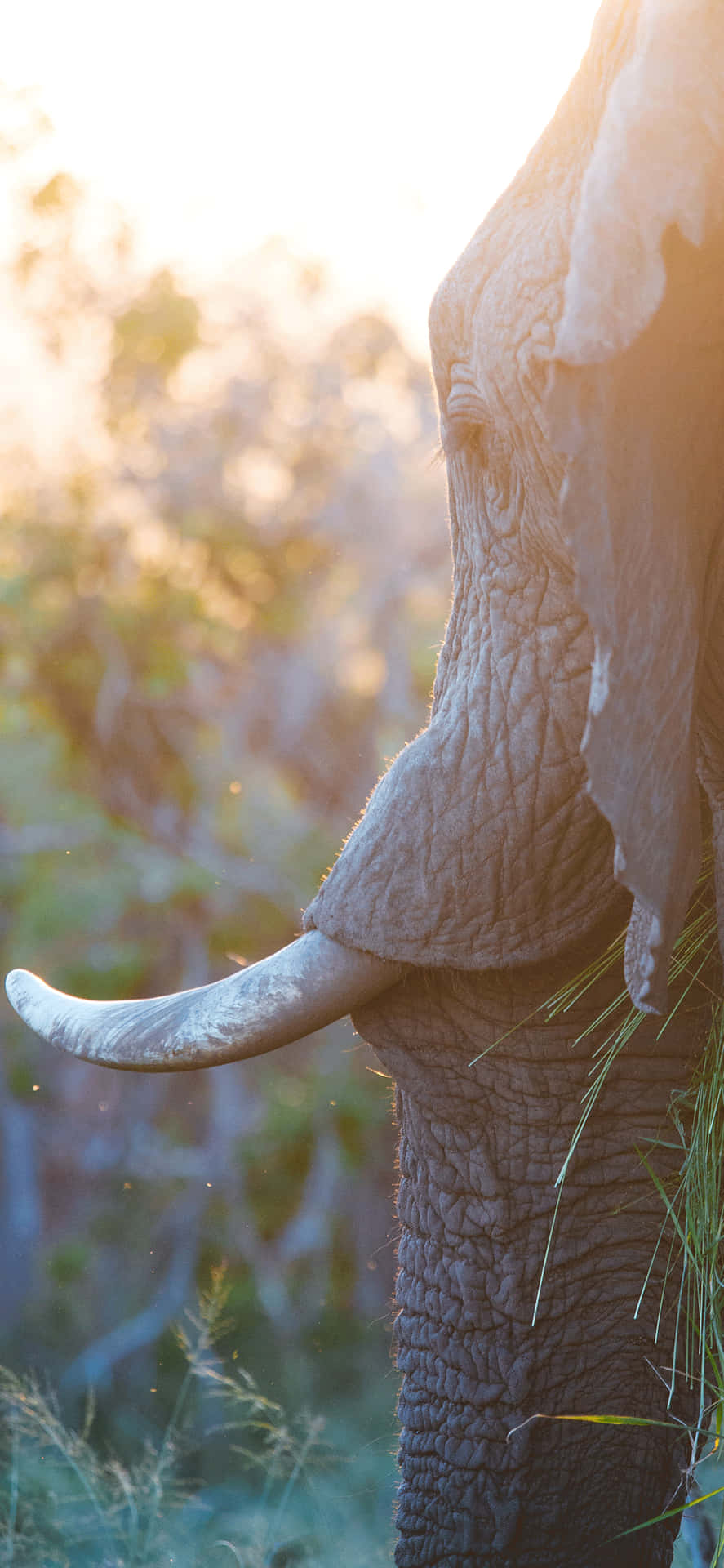 A Closeup Of An Iphone Viewfinder Displaying An Image Of Two Adorable Dolphins Swimming. Background