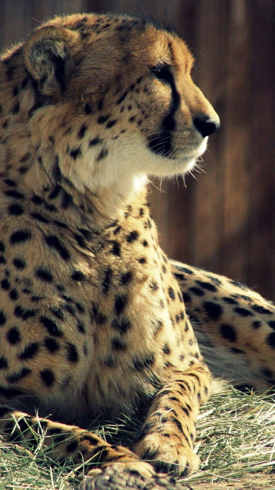 A Closeup Of The Beautiful Cheetah Background