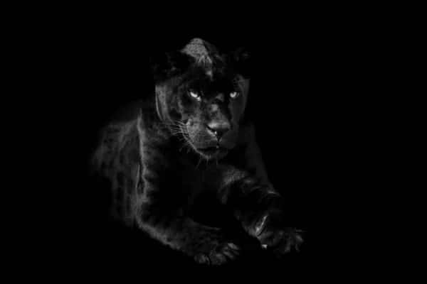 A Closeup Shot Of A Cool Black Panther Animal Background