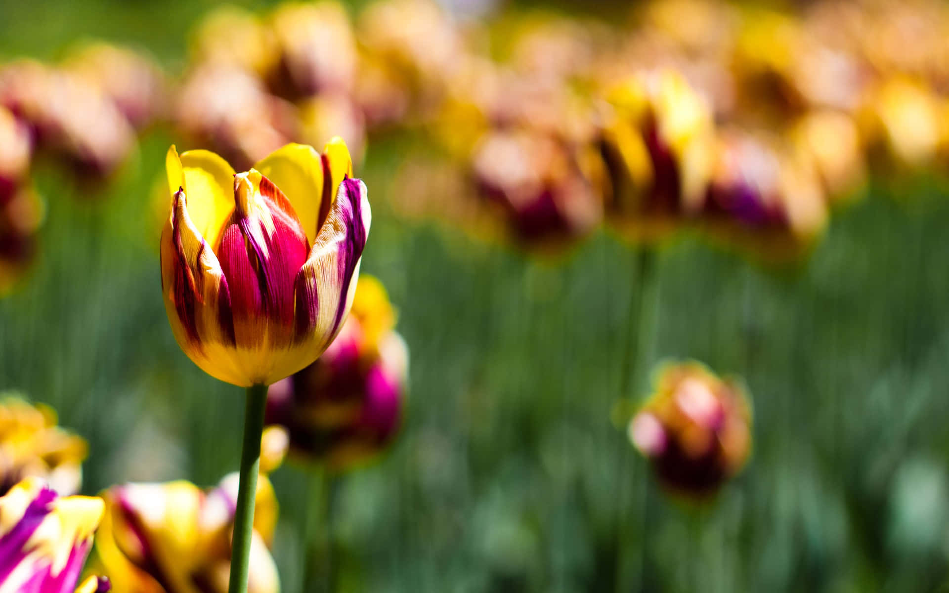 A Closeup Shot Of Colorful Botanical Plants In A Garden