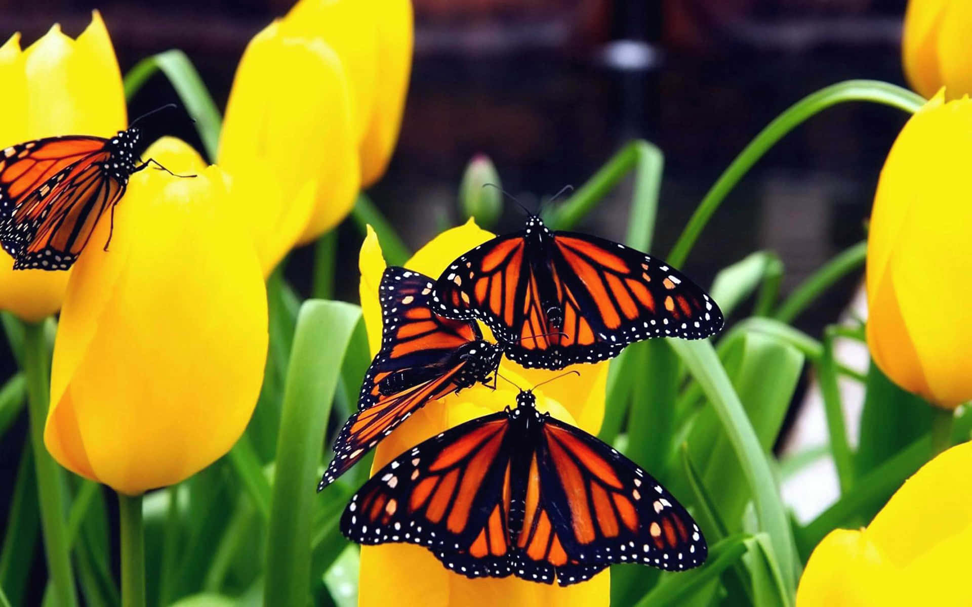 A Cluster Of Cute Yellow Butterflies Flying Through The Air Background