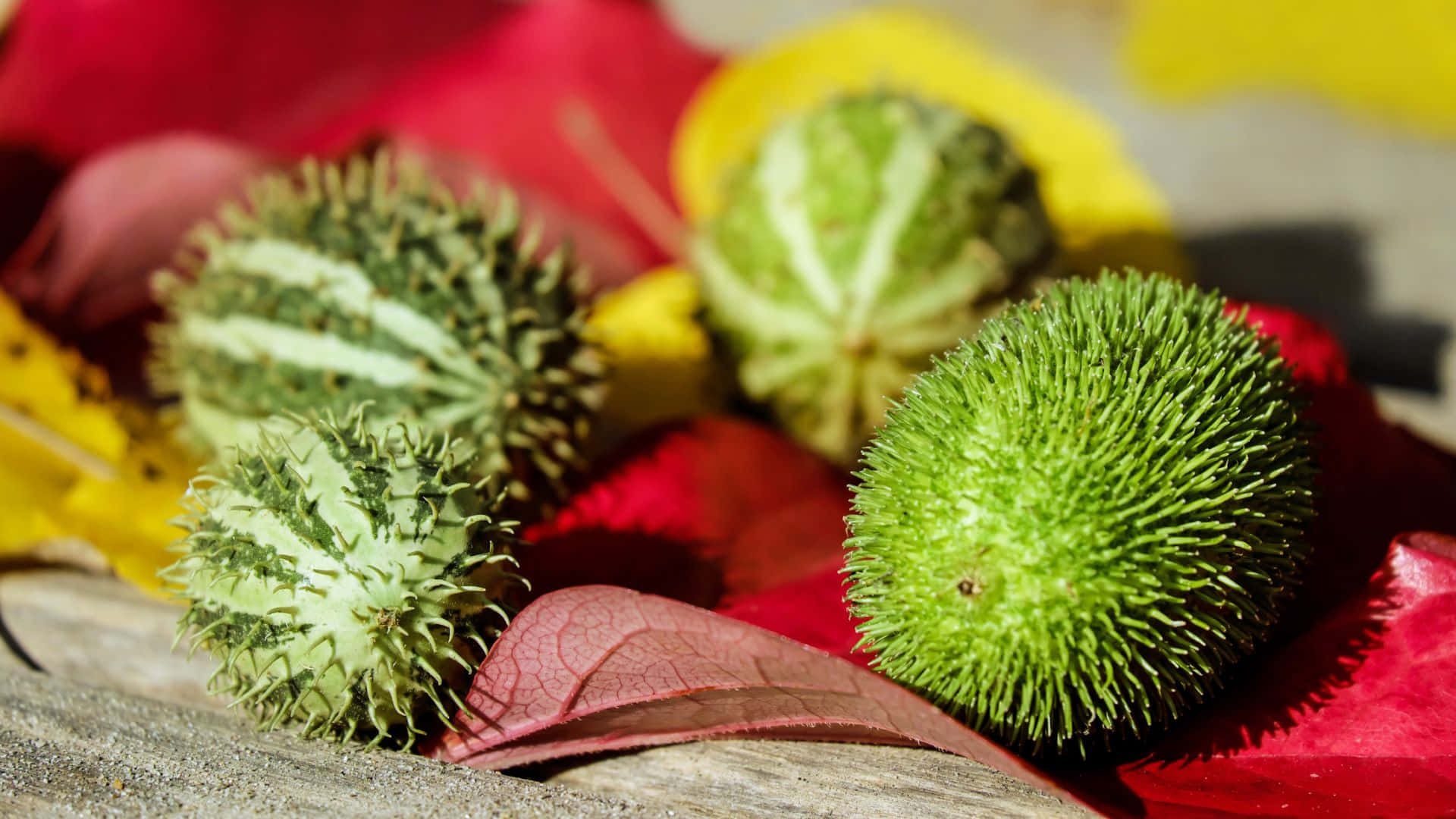 A Cluster Of Fresh And Vibrant Unripe Pulasan Fruits.