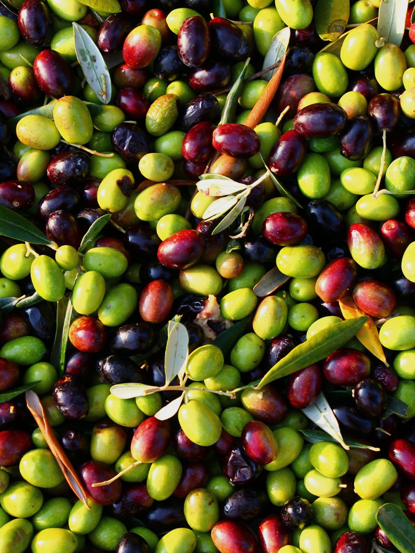 A Cluster Of Fresh Olives In Indian Farm. Background